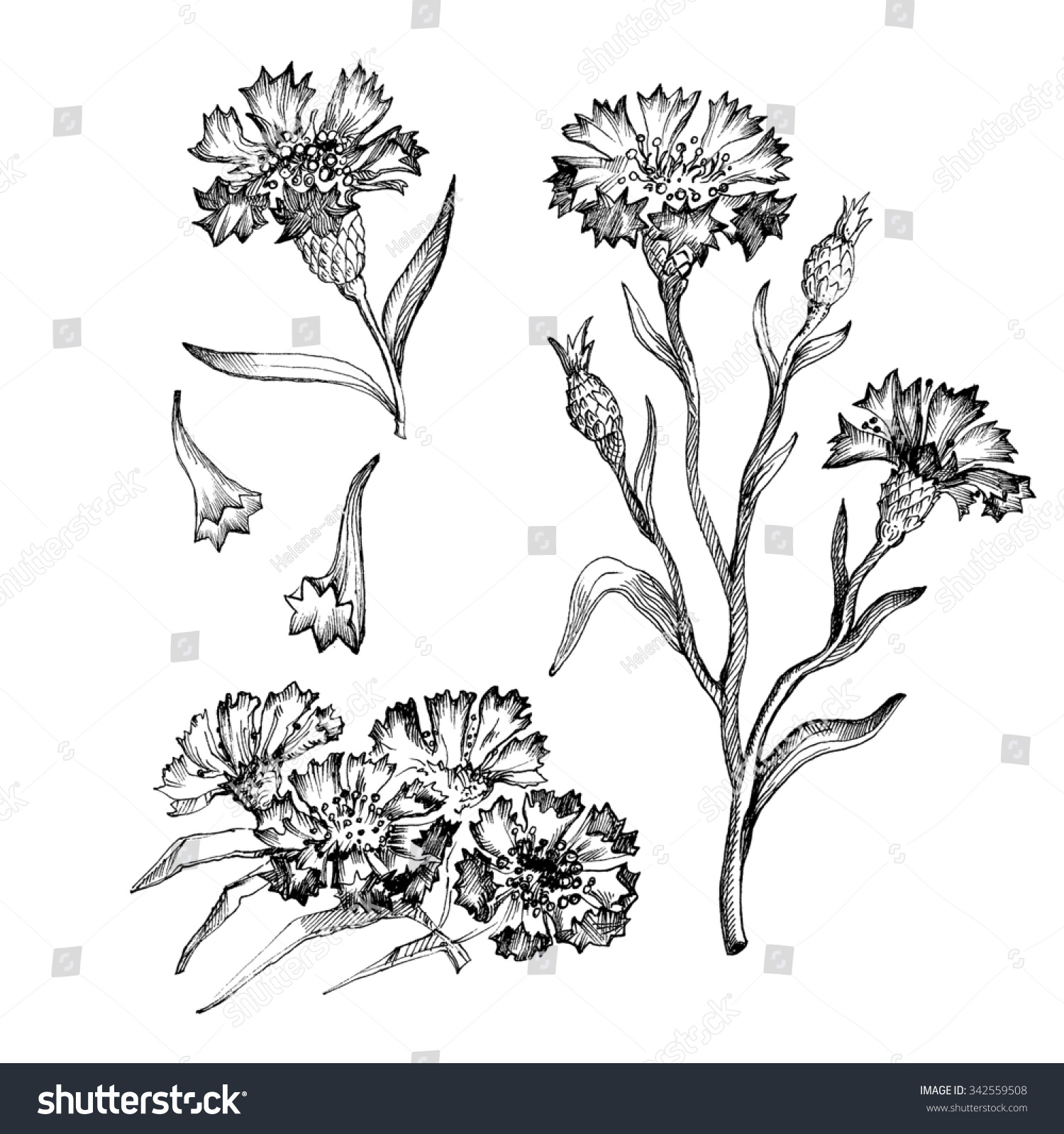 Cornflower Set Botanical Drawing Medicinal Plant Stock Illustration