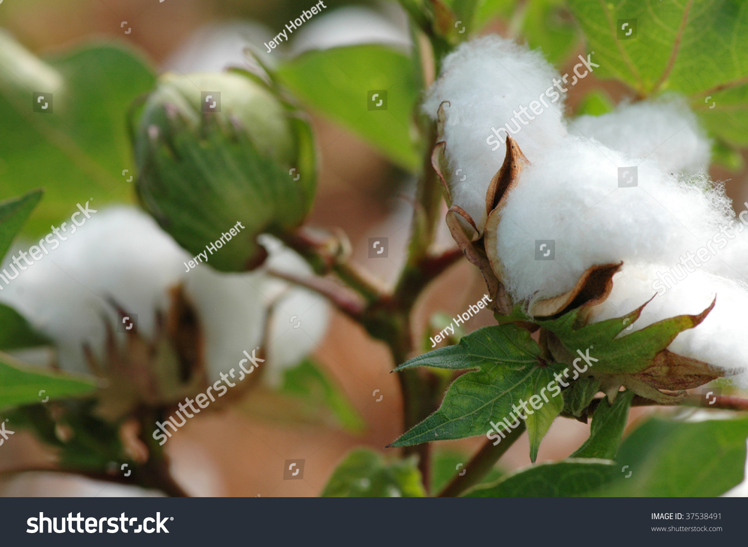 Cotton Plant Close Up Stock Photo 37538491 : Shutterstock