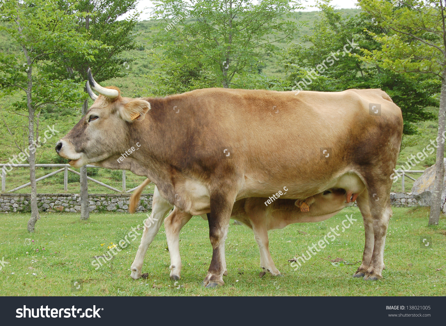 Cow Grazing Field Feeding Baby Calf Stock Photo Shutterstock