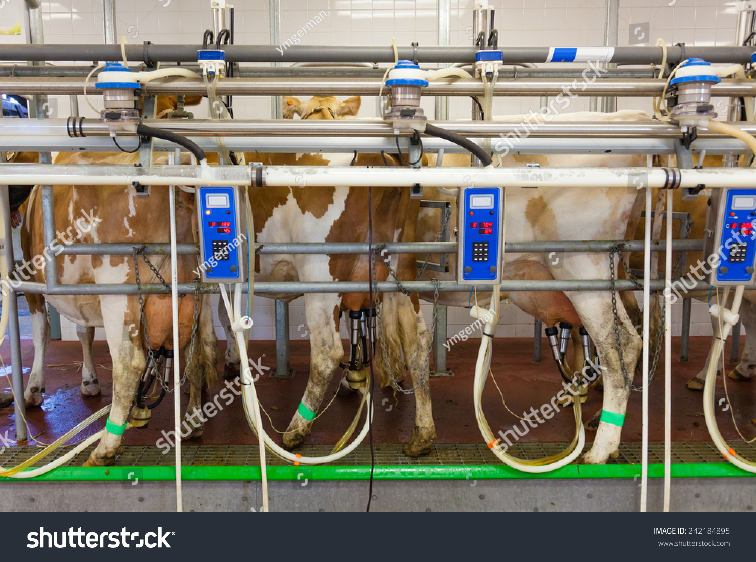 Cow Milking Facility In A Modern Farm Stock Photo 242184895 : Shutterstock