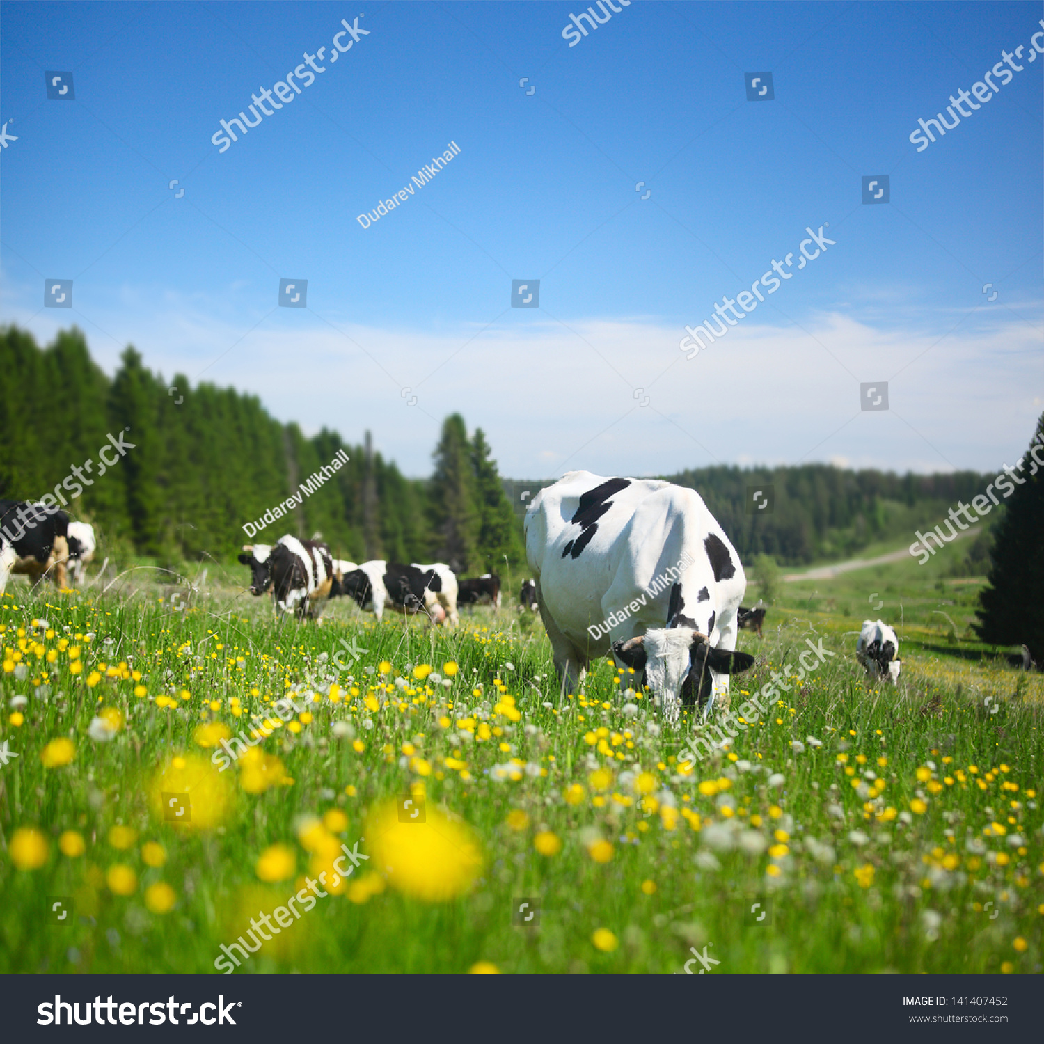 Cows Grazing On A Spring Meadow In Sunny Day Stock Photo Shutterstock