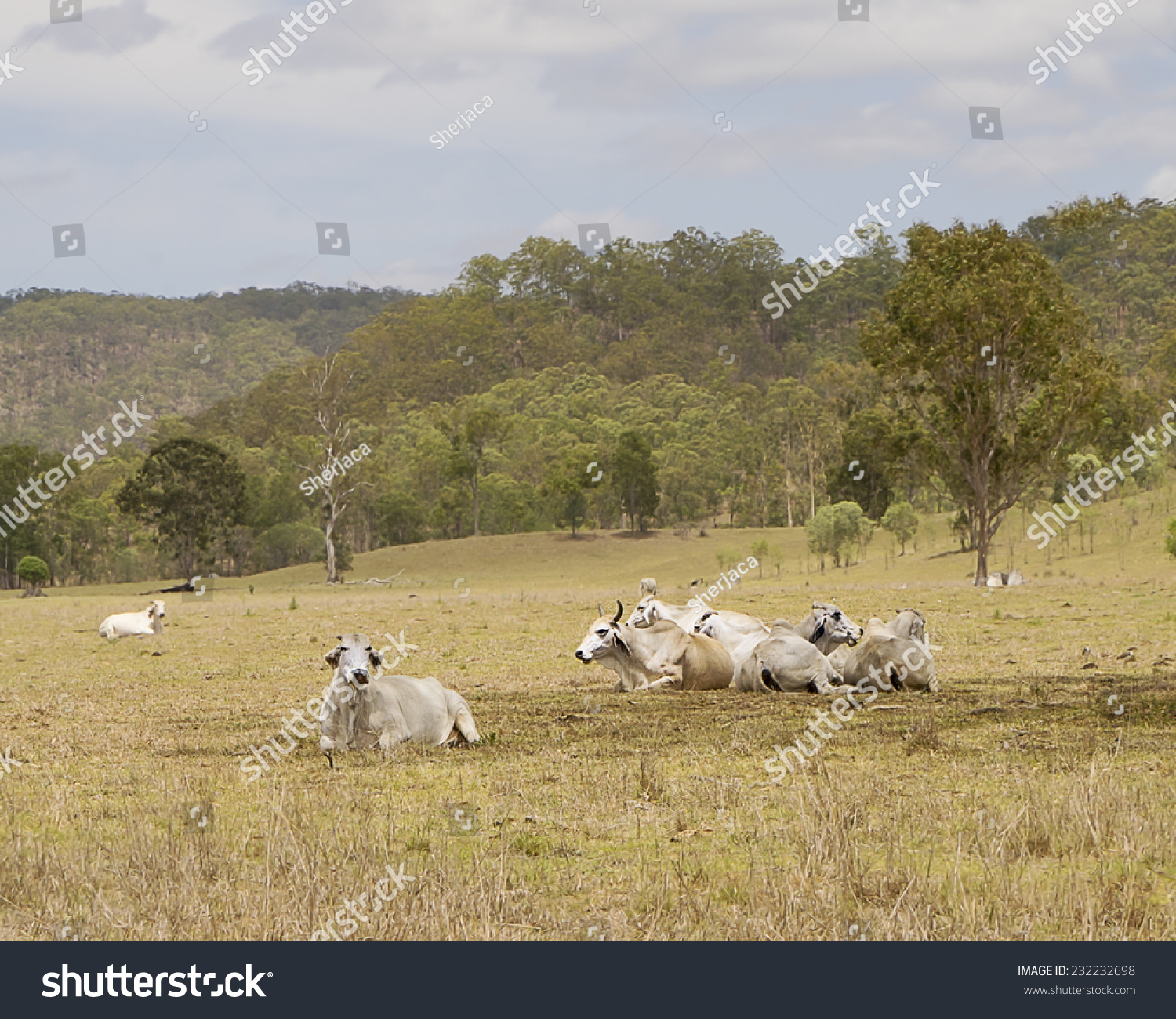 top 104+ Pictures if cows are lying down is it going to rain Latest