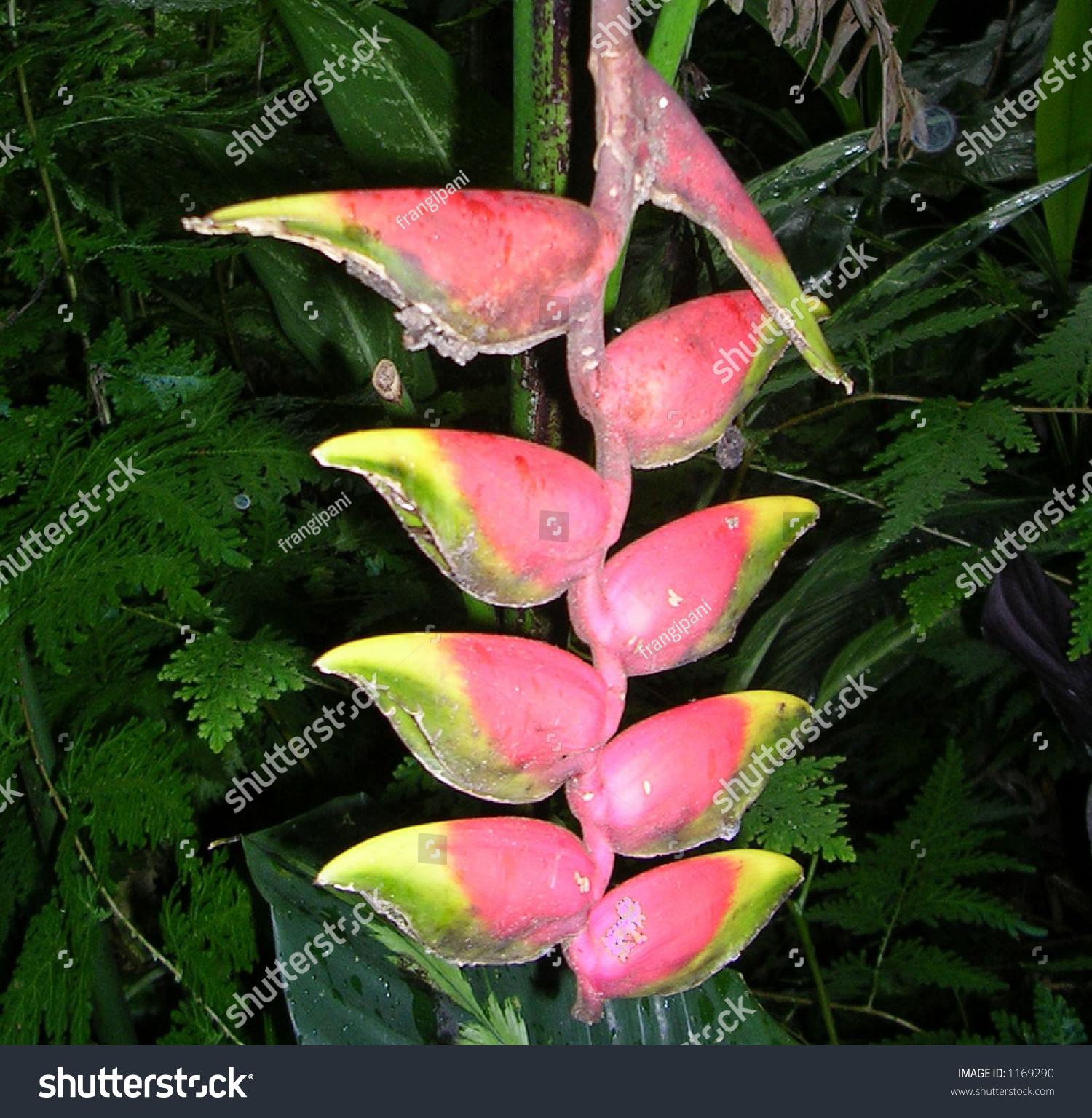 Crab�S Claw Tropical Plant, Queensland Stock Photo 1169290