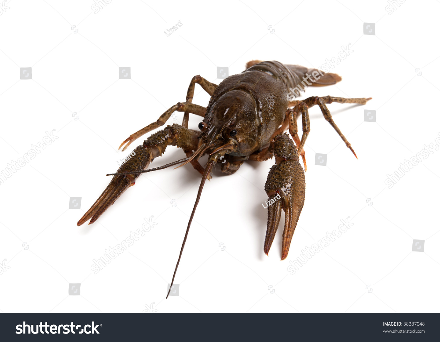 Crawfish Isolated On White Background Stock Photo 88387048 : Shutterstock