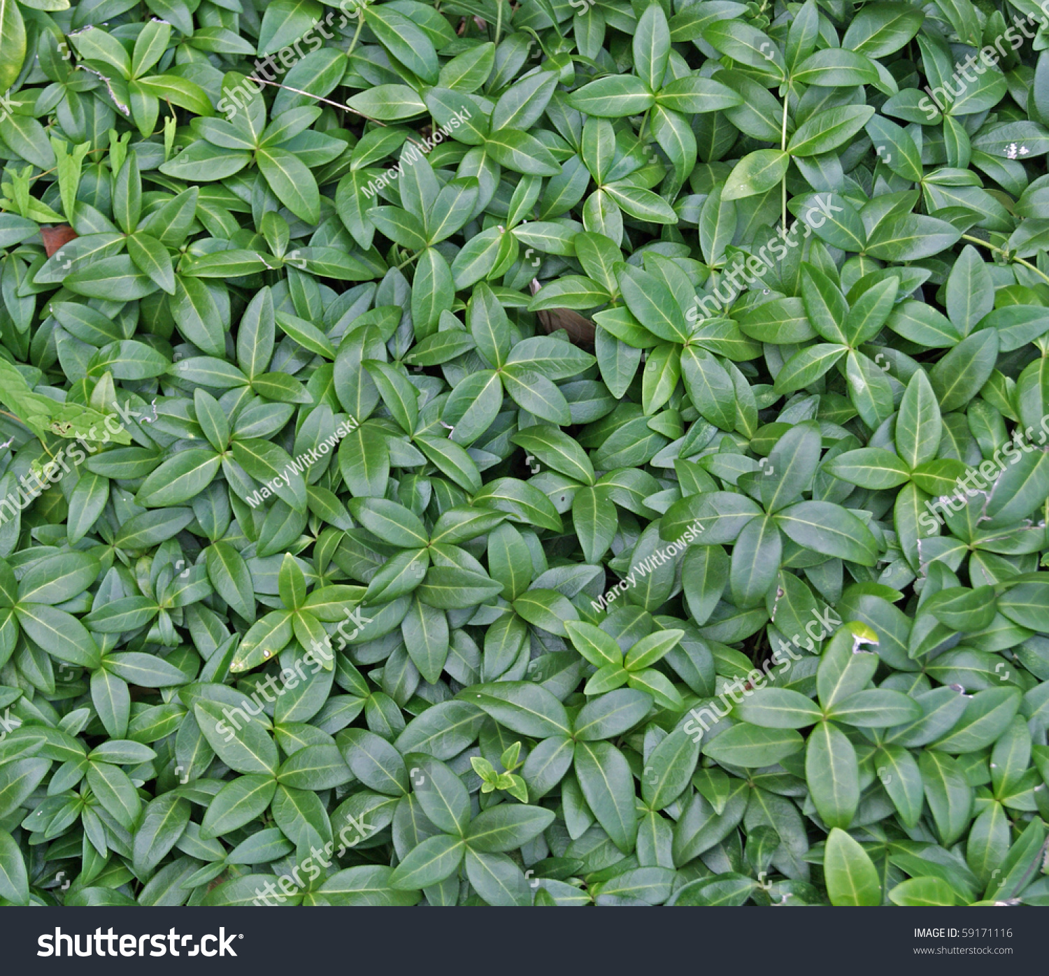 Creeping Myrtle Vinca Minor Periwinkle Stock Photo 59171116 Shutterstock