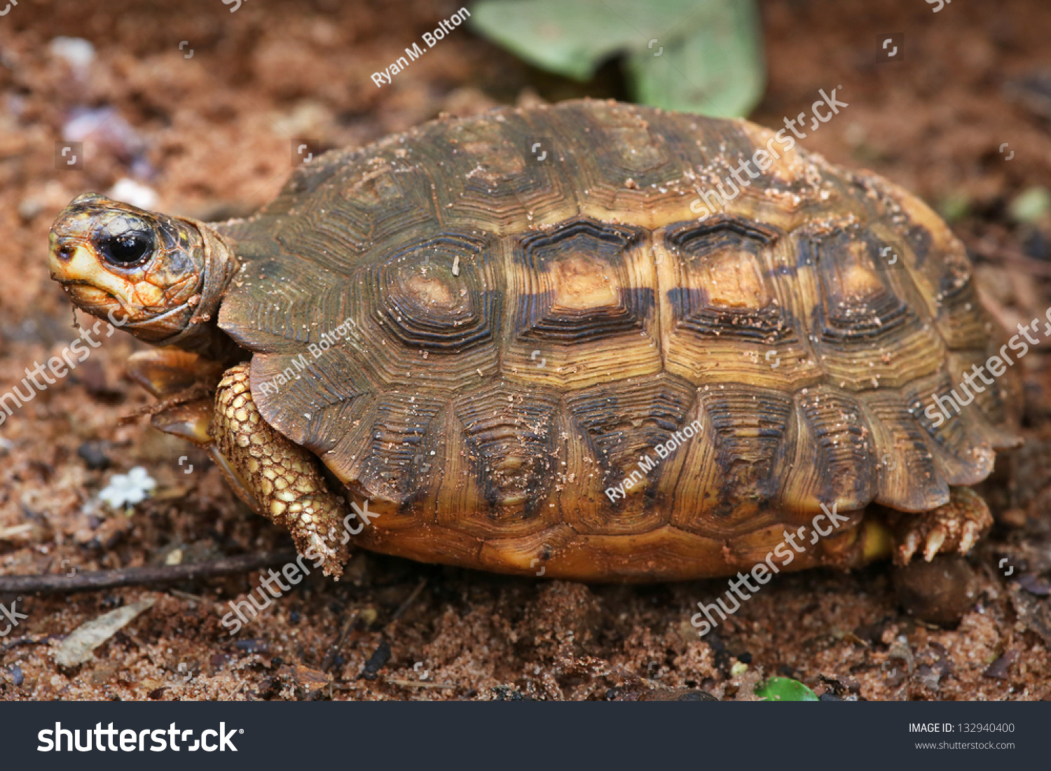 Critically Endangered Flat-tailed Spider Tortoise (pyxis Planicauda) In 