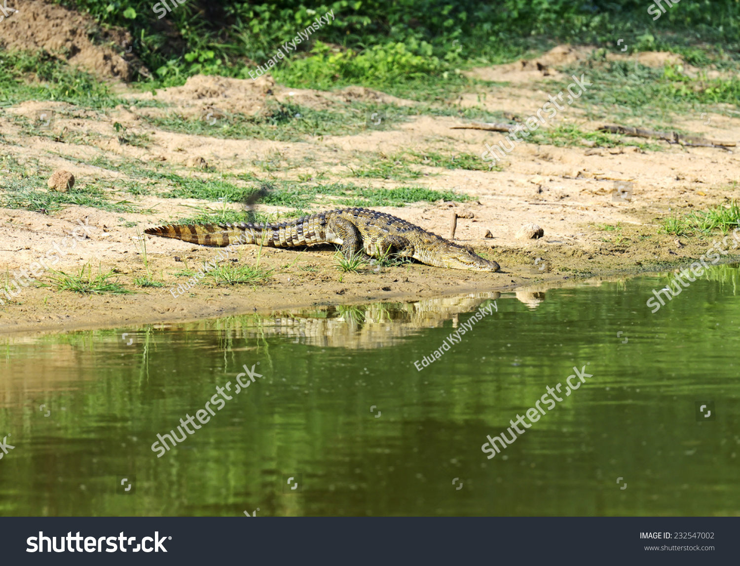 crocodile-in-the-wild-on-the-island-of-sri-lanka-stock-photo-232547002