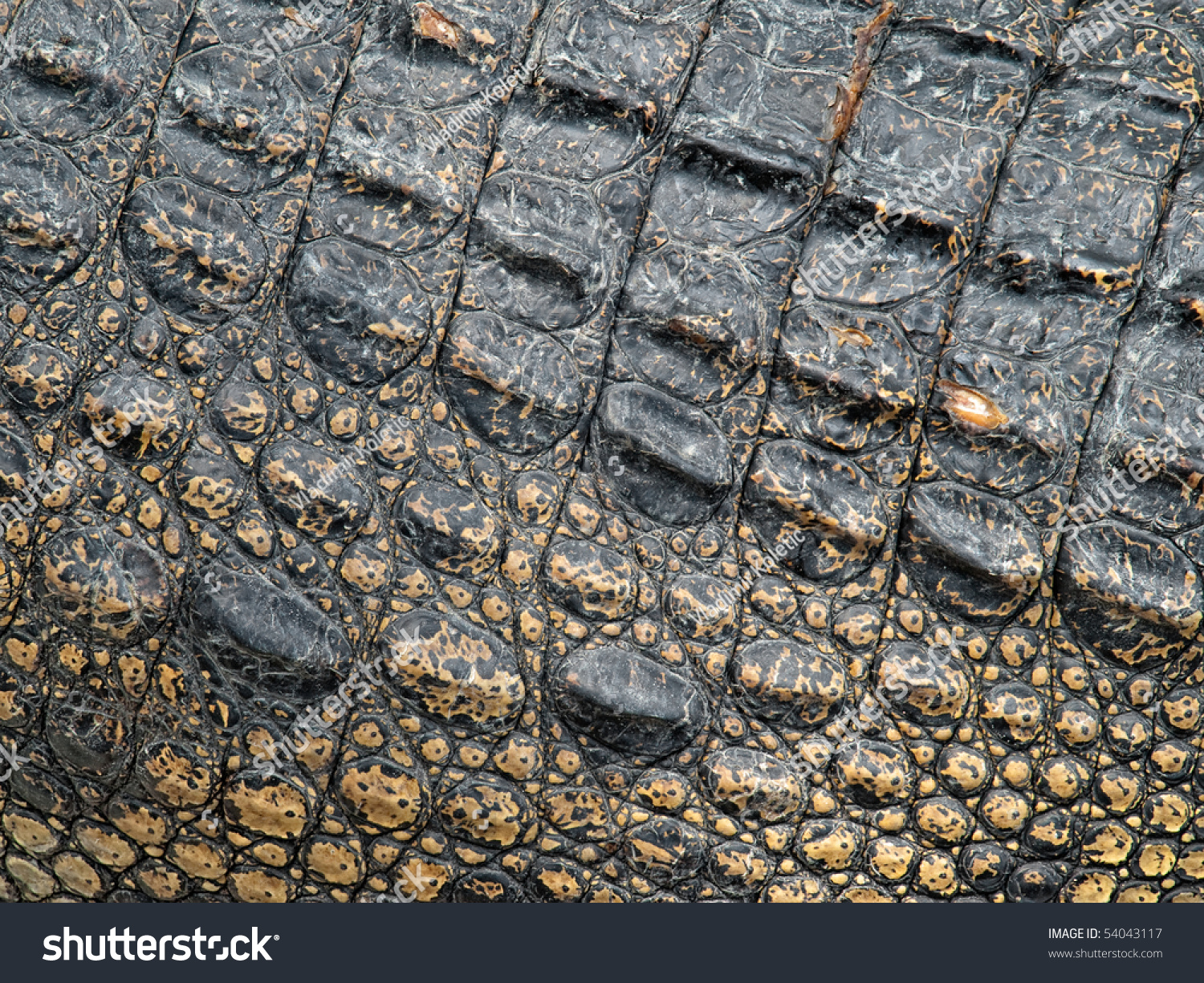 Crocodile Skin Closeup Useful Background Texture Stock Photo