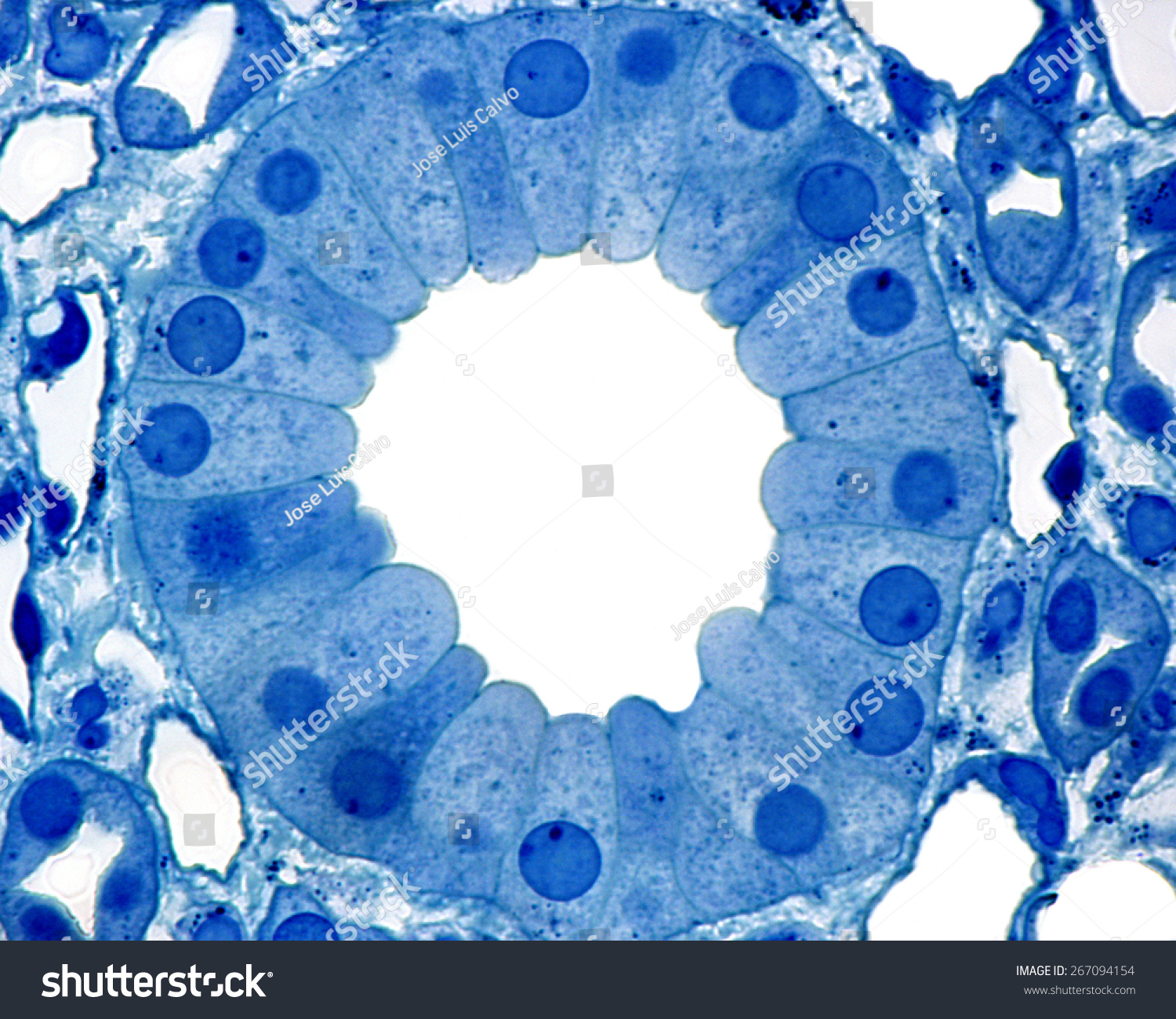 cross-section-of-a-collecting-duct-located-in-the-medullary-region-of