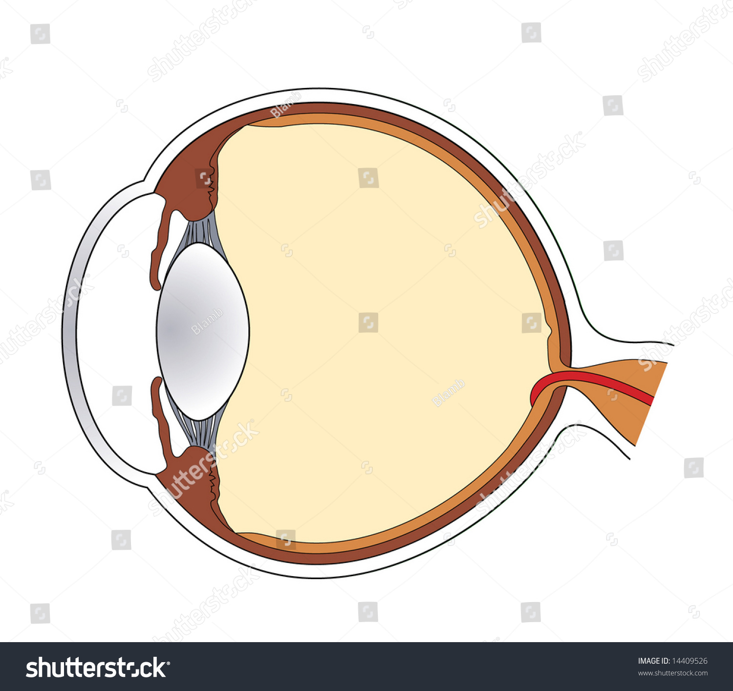 Cross-Section Of Human Eye Stock Photo 14409526 : Shutterstock