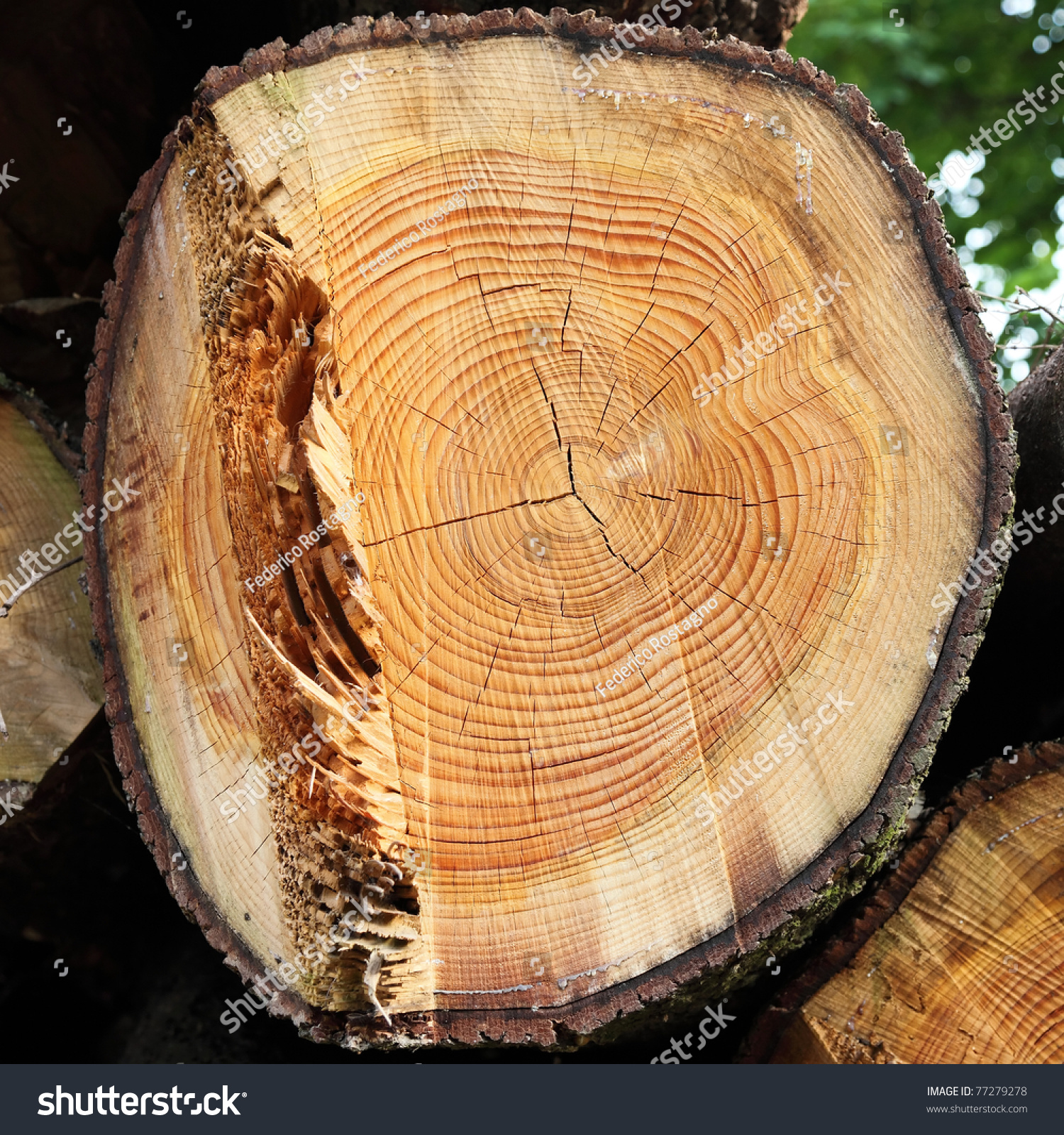 Cross Section Of Tree Trunk Showing Growth Rings Stock Photo 77279278 Shutterstock