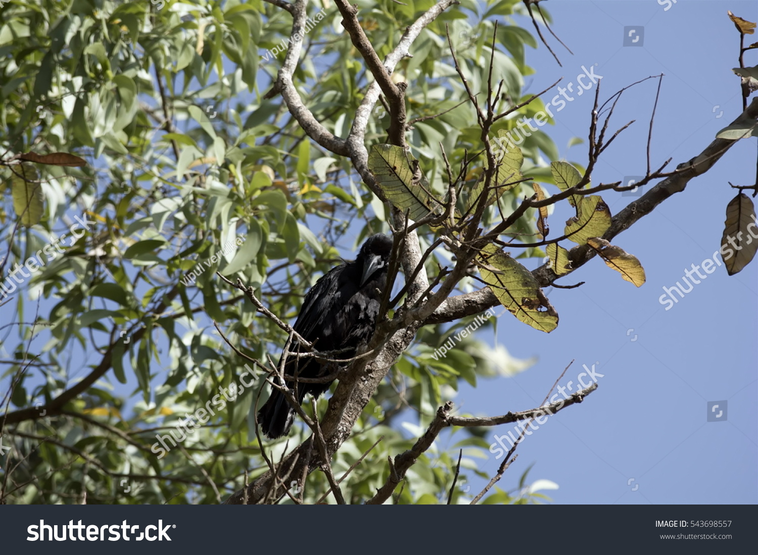 Three black crows sat on a tree