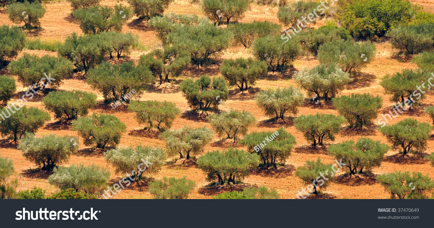 cultivated-olive-trees-stock-photo-37470649-shutterstock