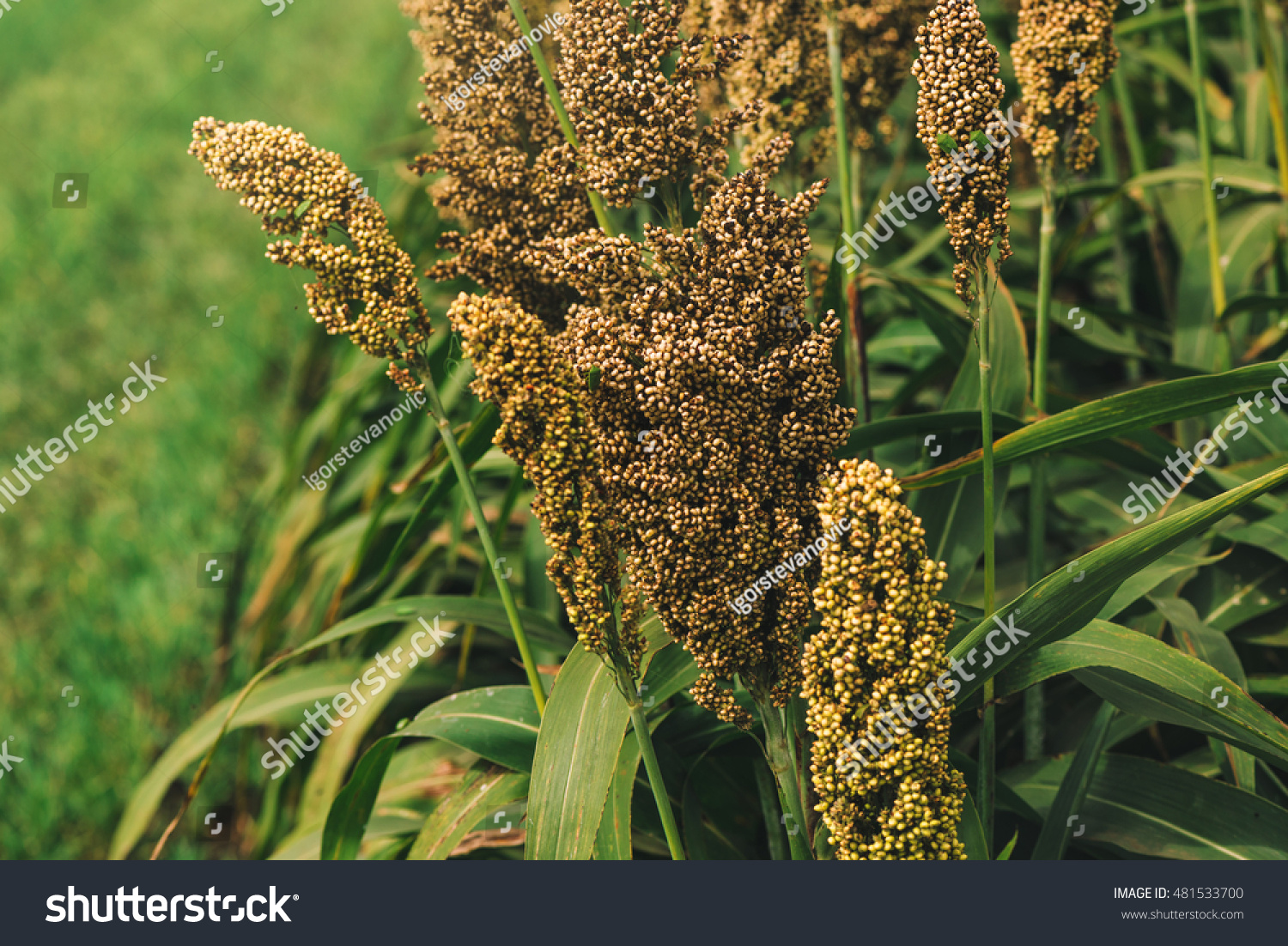 Cultivated Sorghum Field An Important Crop Worldwide Used For Food