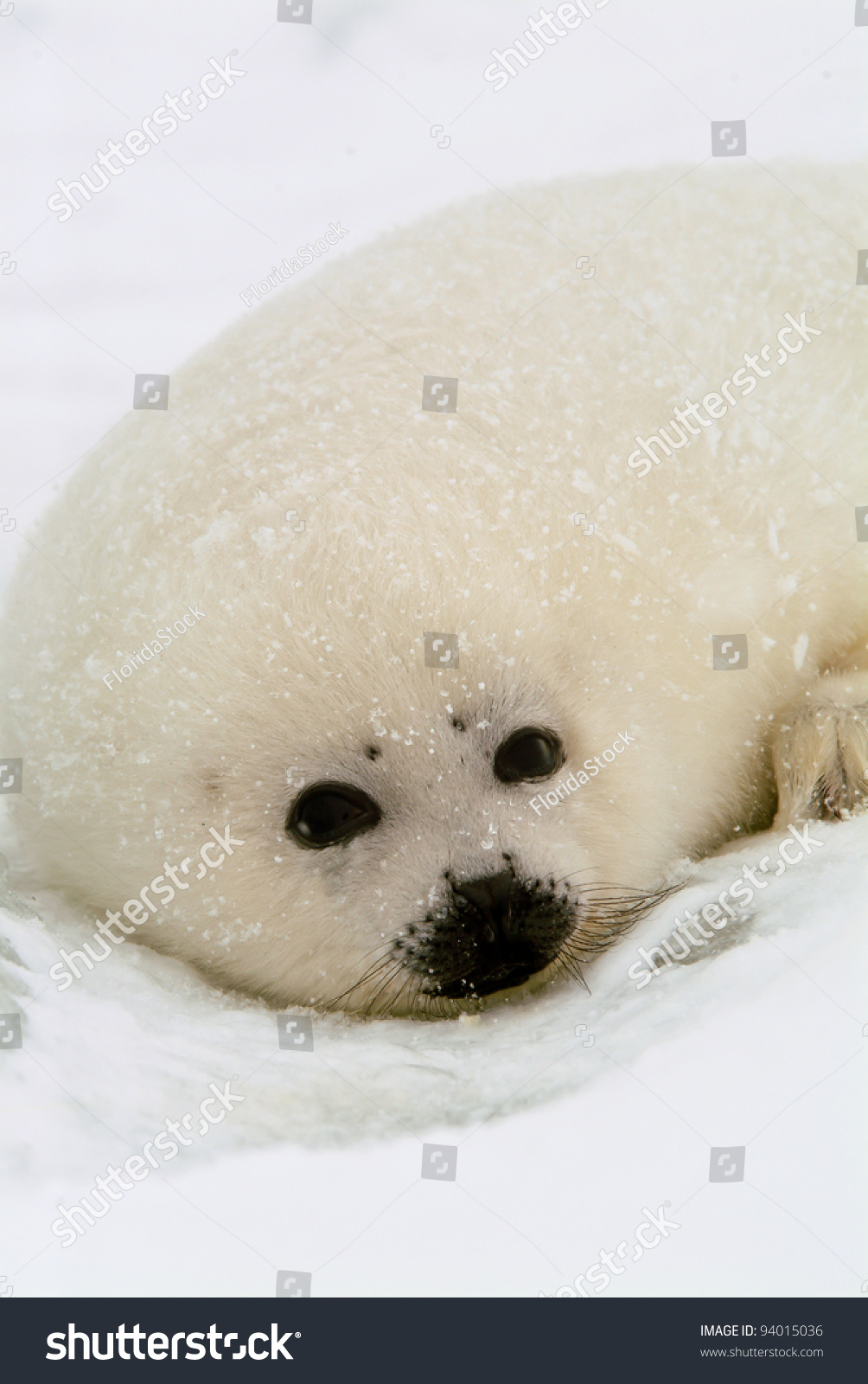 harp seal pup cute