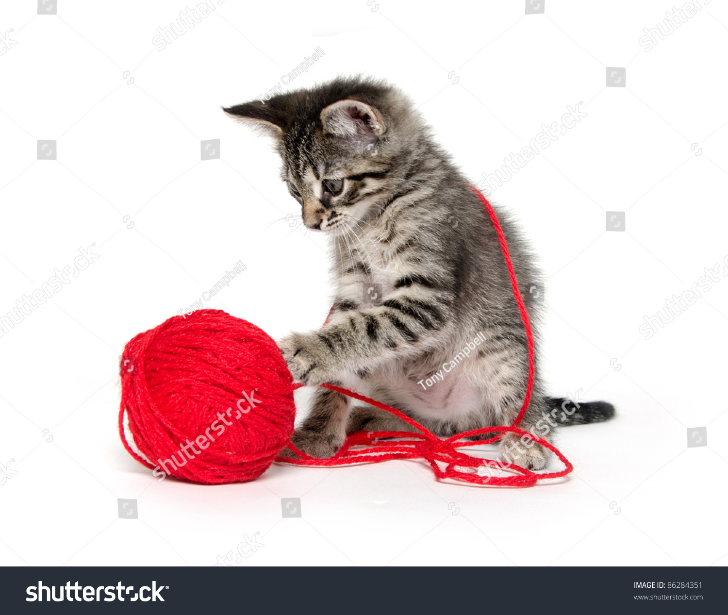 kitty playing with yarn