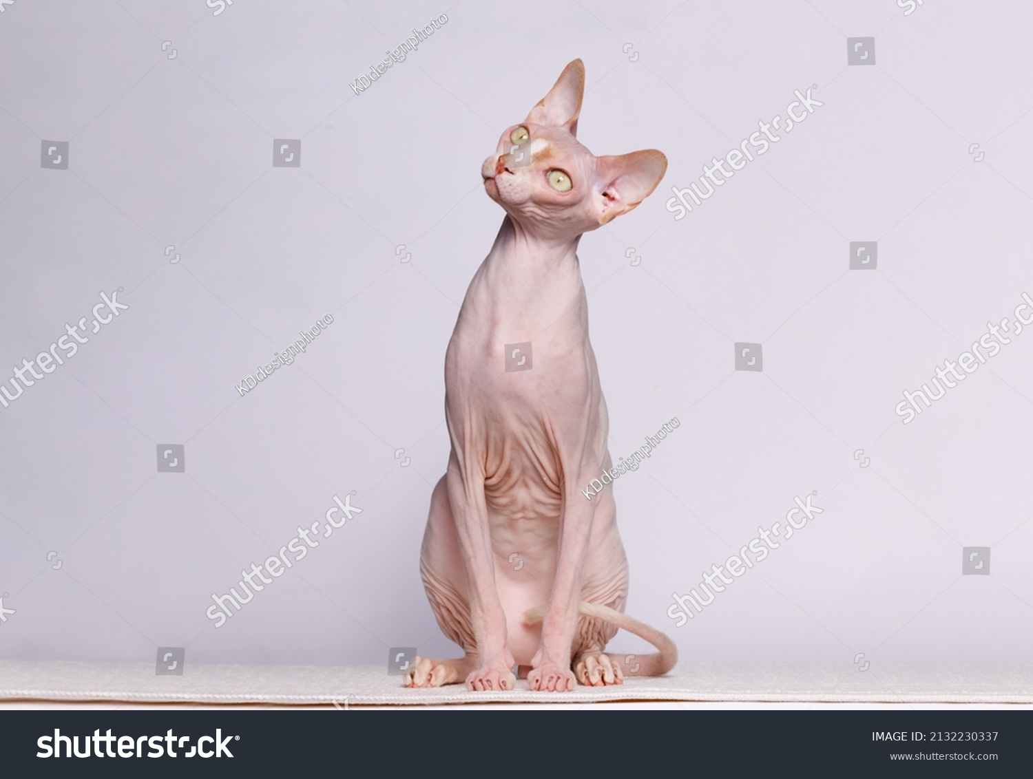 Cute Cat Breed Sphinx Naked Cat Stock Photo 2132230337 Shutterstock