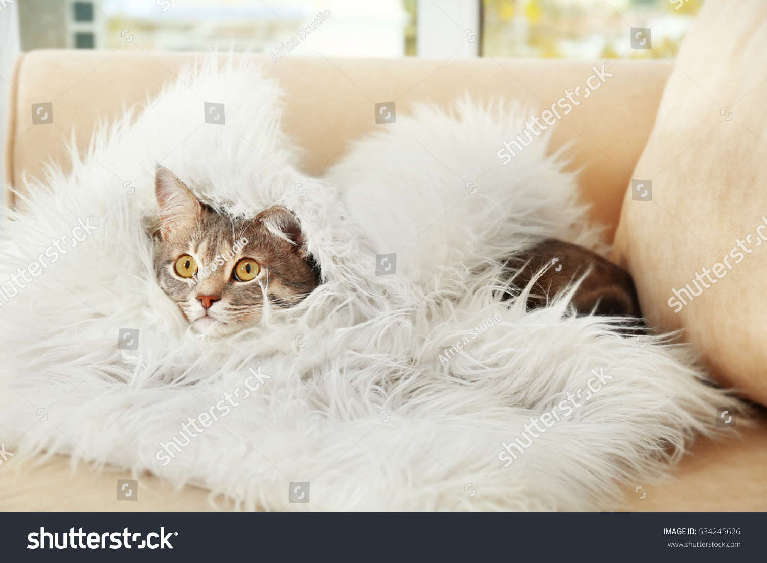 Cute Cat Wrapped Plaid Stock Photo 534245626 Shutterstock