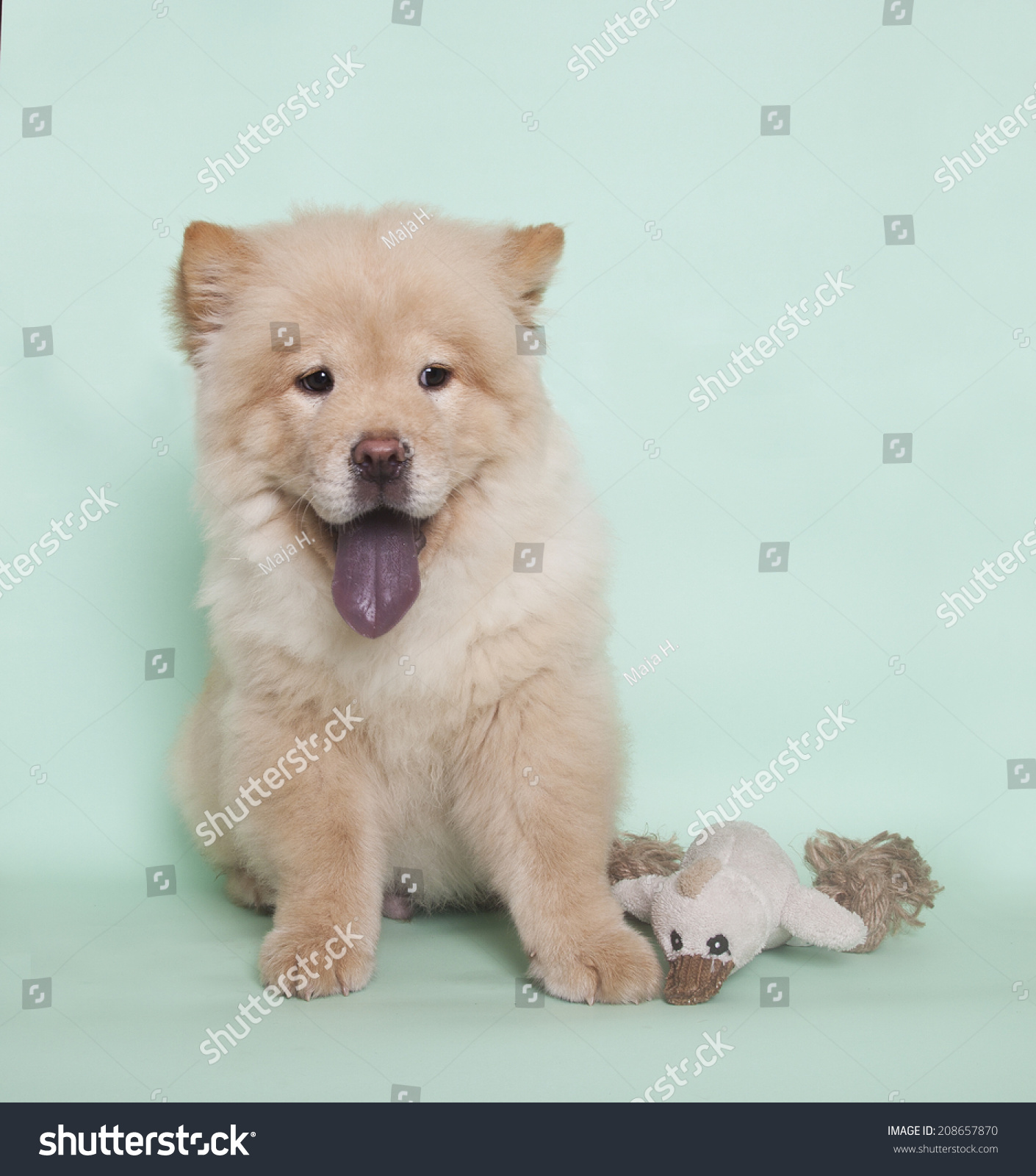 Cute Chow Chow Puppy With Toy Chow Chow Puppy Stock Photo 208657870