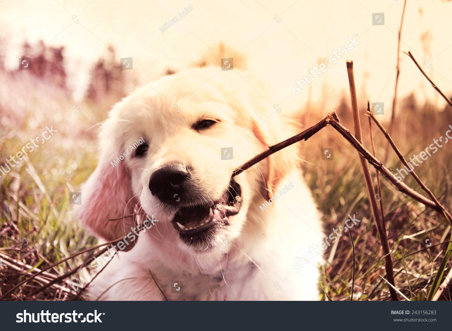 golden retriever bite golden retriever puppy bites branch stock photo 243156283 golden retriever bite golden retriever puppy bites branch stock photo 243156283