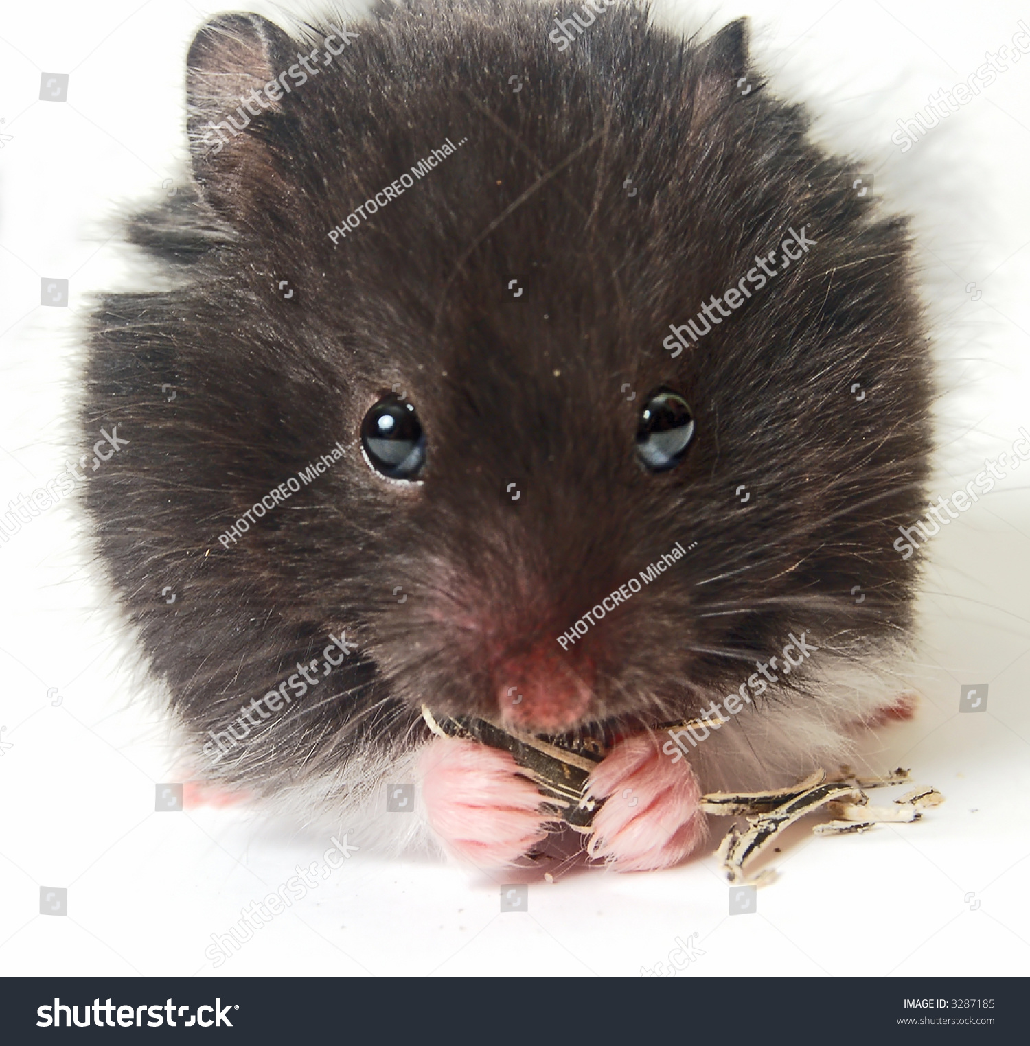 best 28 do rats eat sunflower seeds best 28 do rats best 28 do rats eat sunflower seeds best 28 do rats