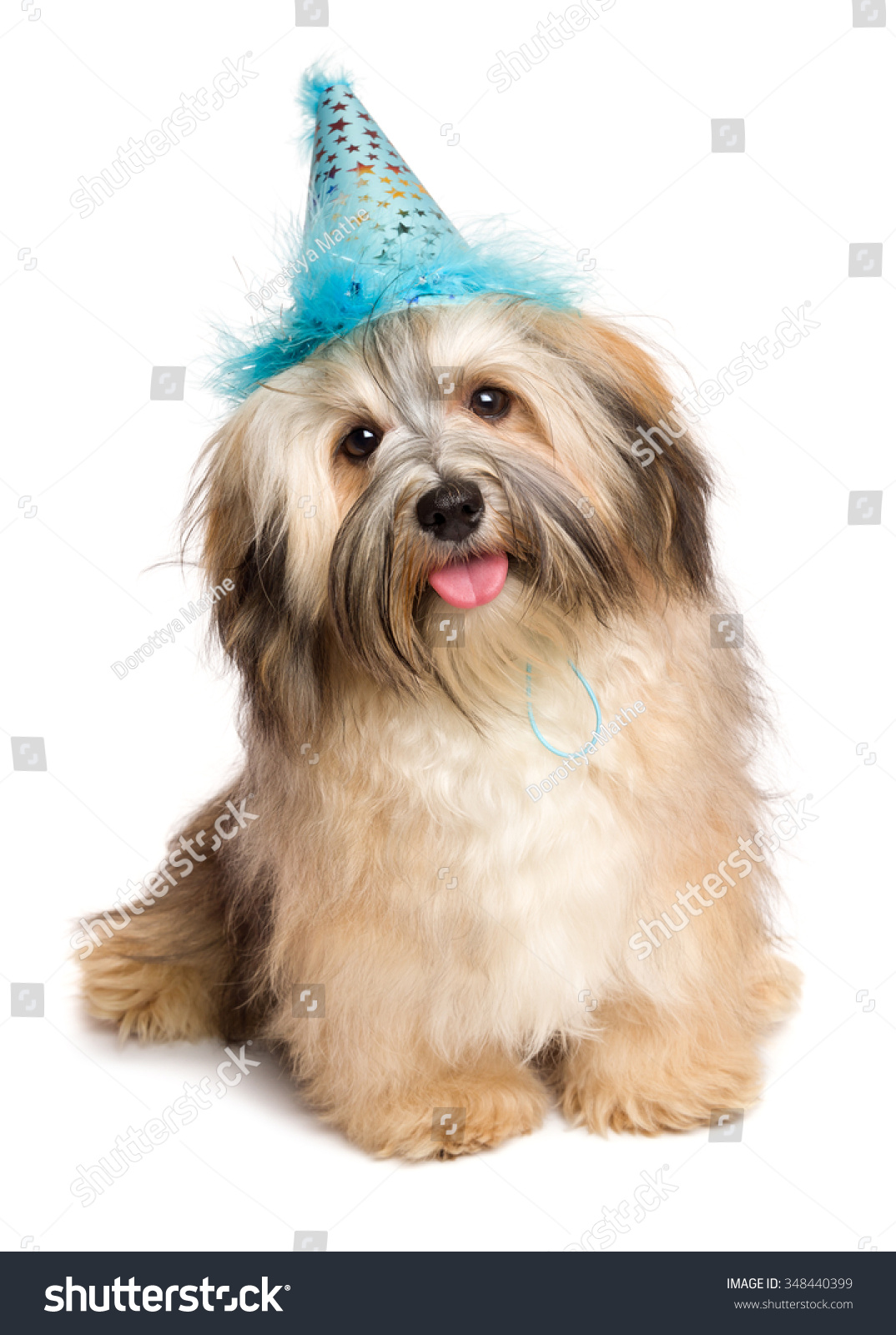 Cute happy Bichon Havanese puppy dog in a blue party hat is sitting and looking at camera isolated on white background Cute happy Bichon Havanese puppy dog in a blue party hat is sitting and looking at camera isolated on white background