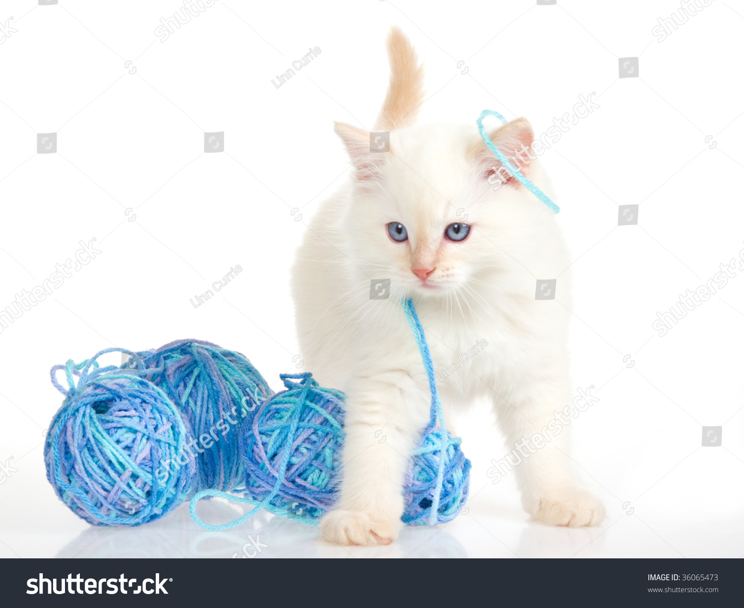 kitty playing with yarn