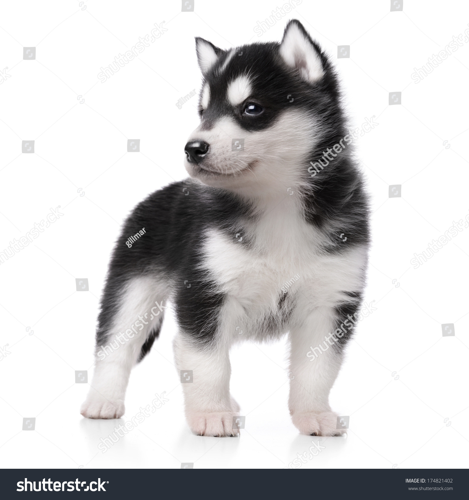 Cute Little Husky Puppy Isolated On White Background Stock Photo 