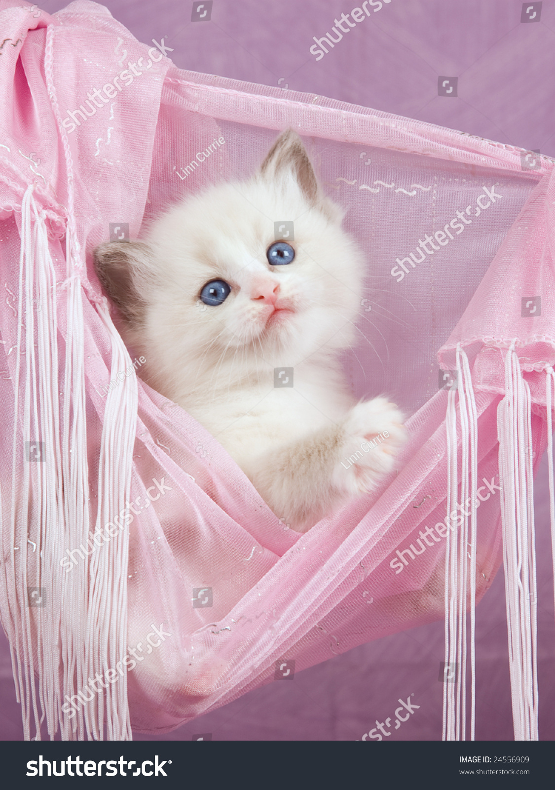 Pink Kitten Hammock 77