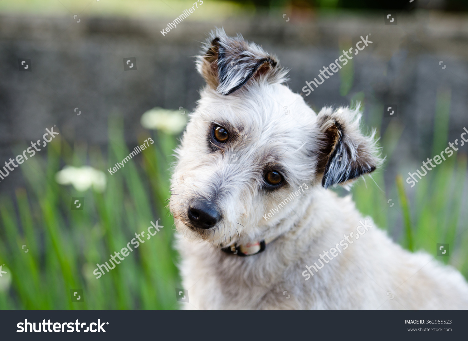 Cute Scruffy Dog Head Tilt Stock Photo 362965523 - Shutterstock