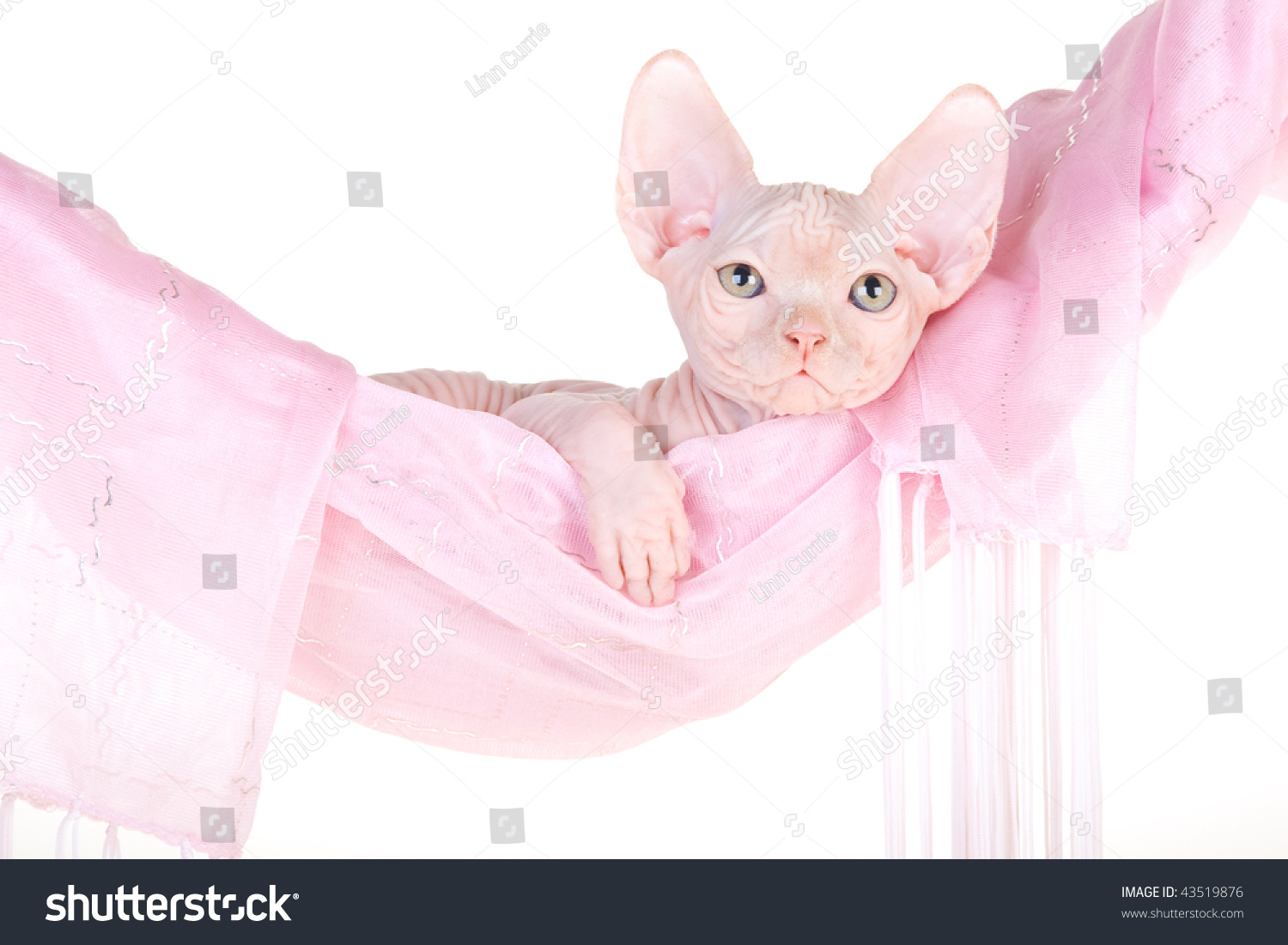 Pink Kitten Hammock 31