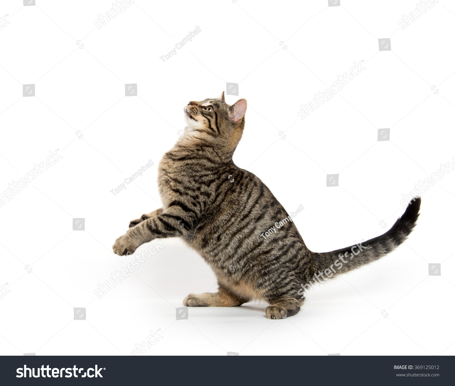 Cute Tabby Cat Playing Jumping Isolated Stock Photo Edit Now