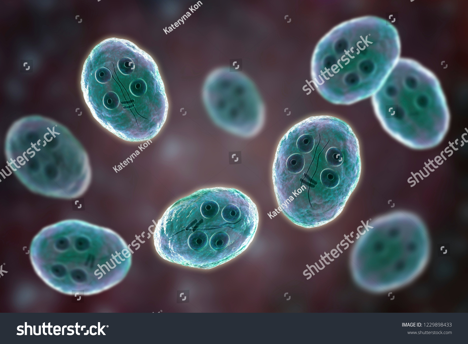 Cyst Giardia Intestinalis Protozoan Formely Known ภาพประกอบสตอก