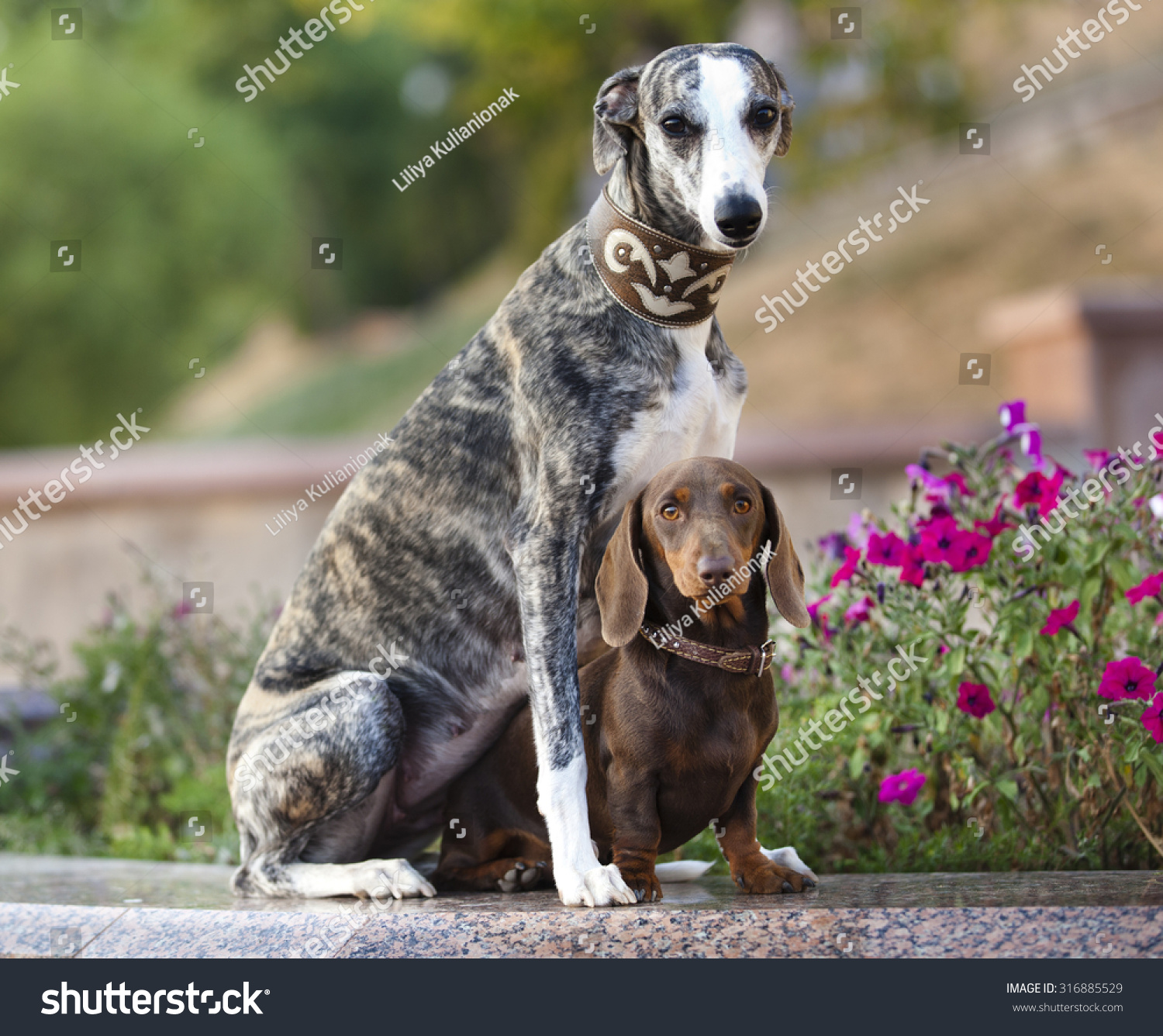 Whippet And Dachshund