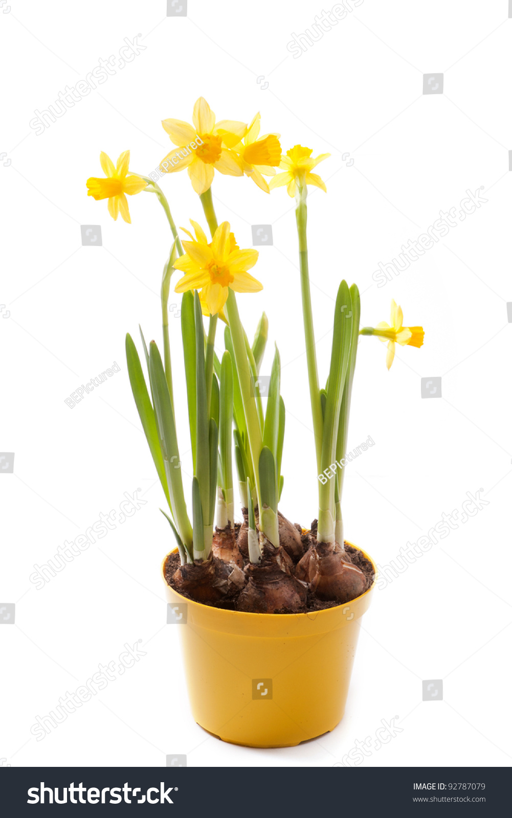 Daffodil In Flower Pot Isolated On White Daffodils In Yellow Flower Pot Isolated On White Stock