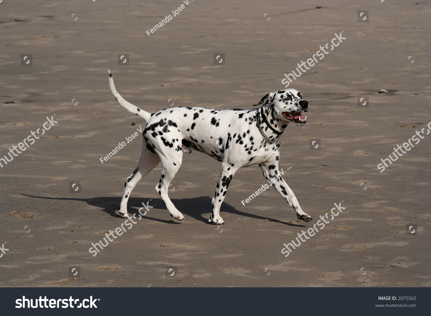 pitter patter pets walk along dalmatian