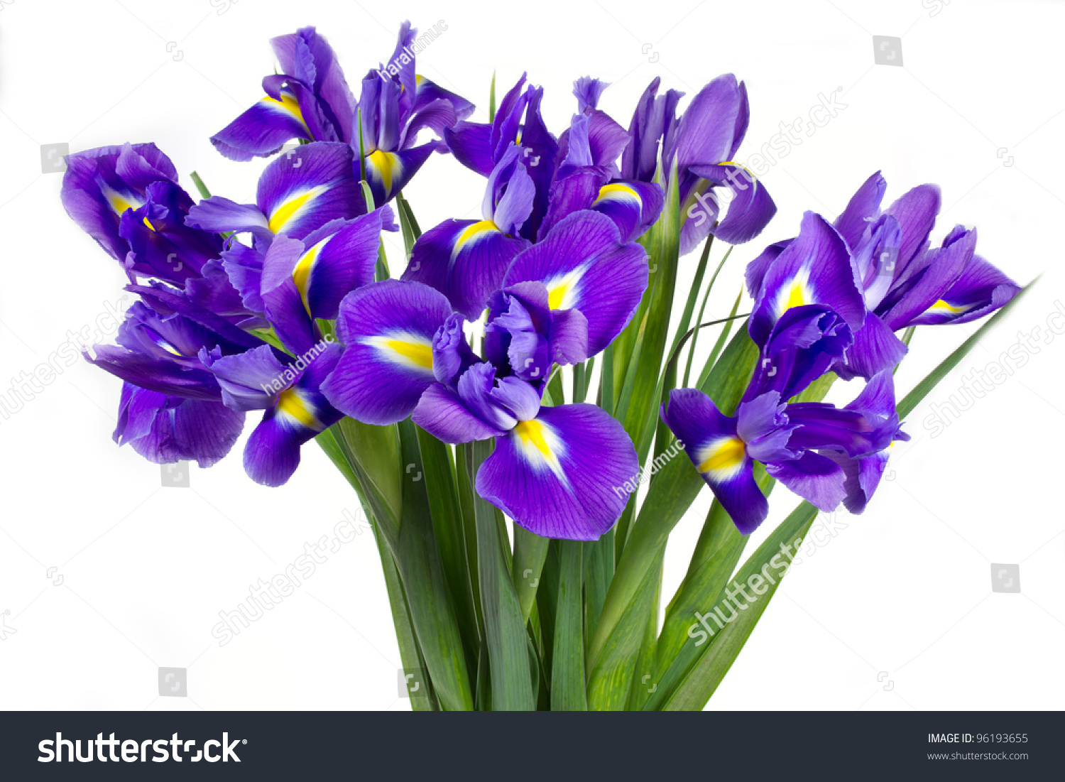 Purple Iris Flower Clip Art – Cliparts