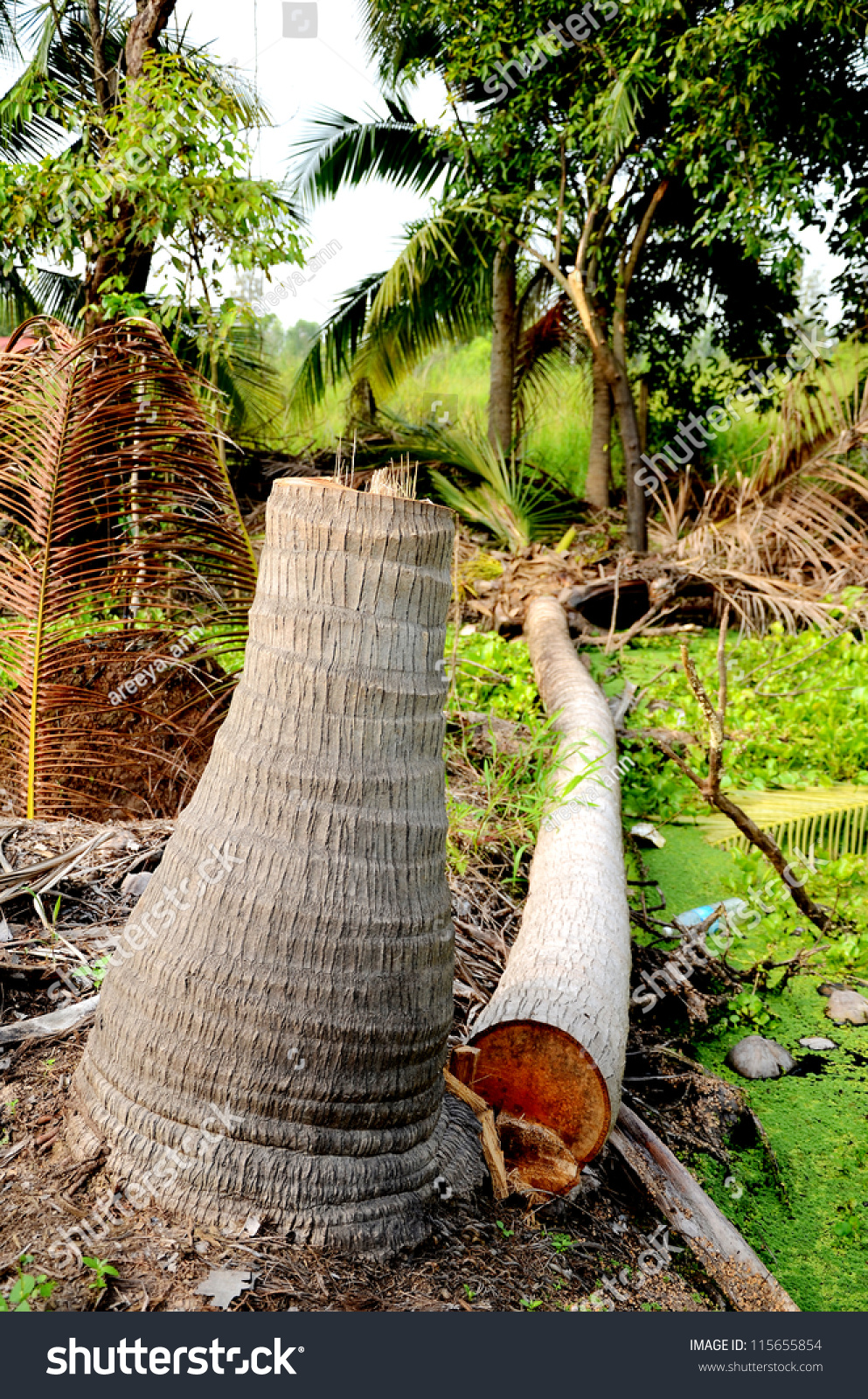 Dead Coconut Tree Was Cut Before Replace With A New One. Stock Photo 115655854 Shutterstock