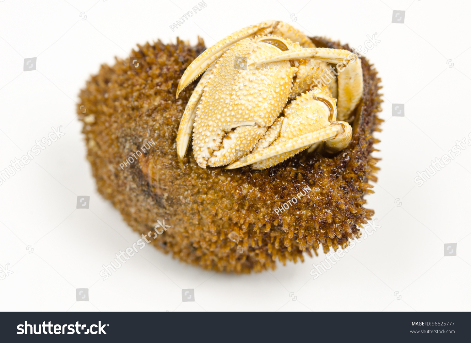 Dead Hermit Crab Details Stock Photo 96625777 Shutterstock