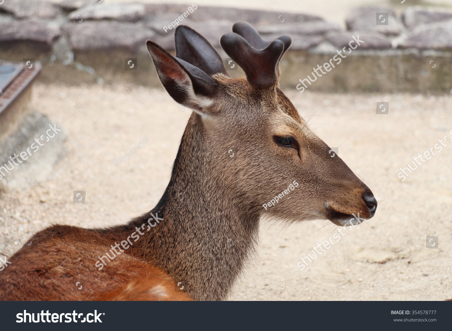 dear-in-miyajima-japan-stock-photo-354578777-shutterstock