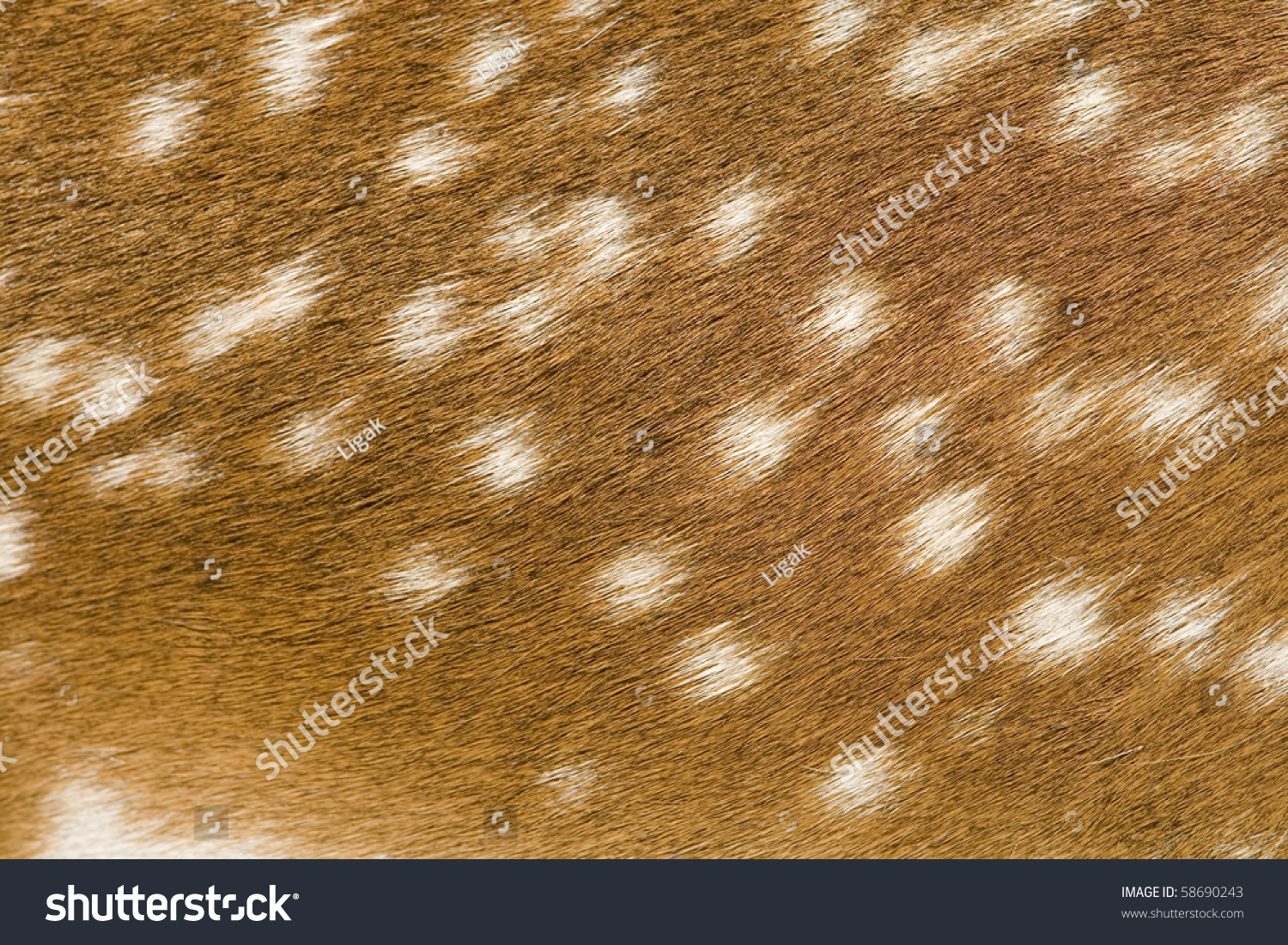 Deer Skin Background Stock Photo 58690243 Shutterstock