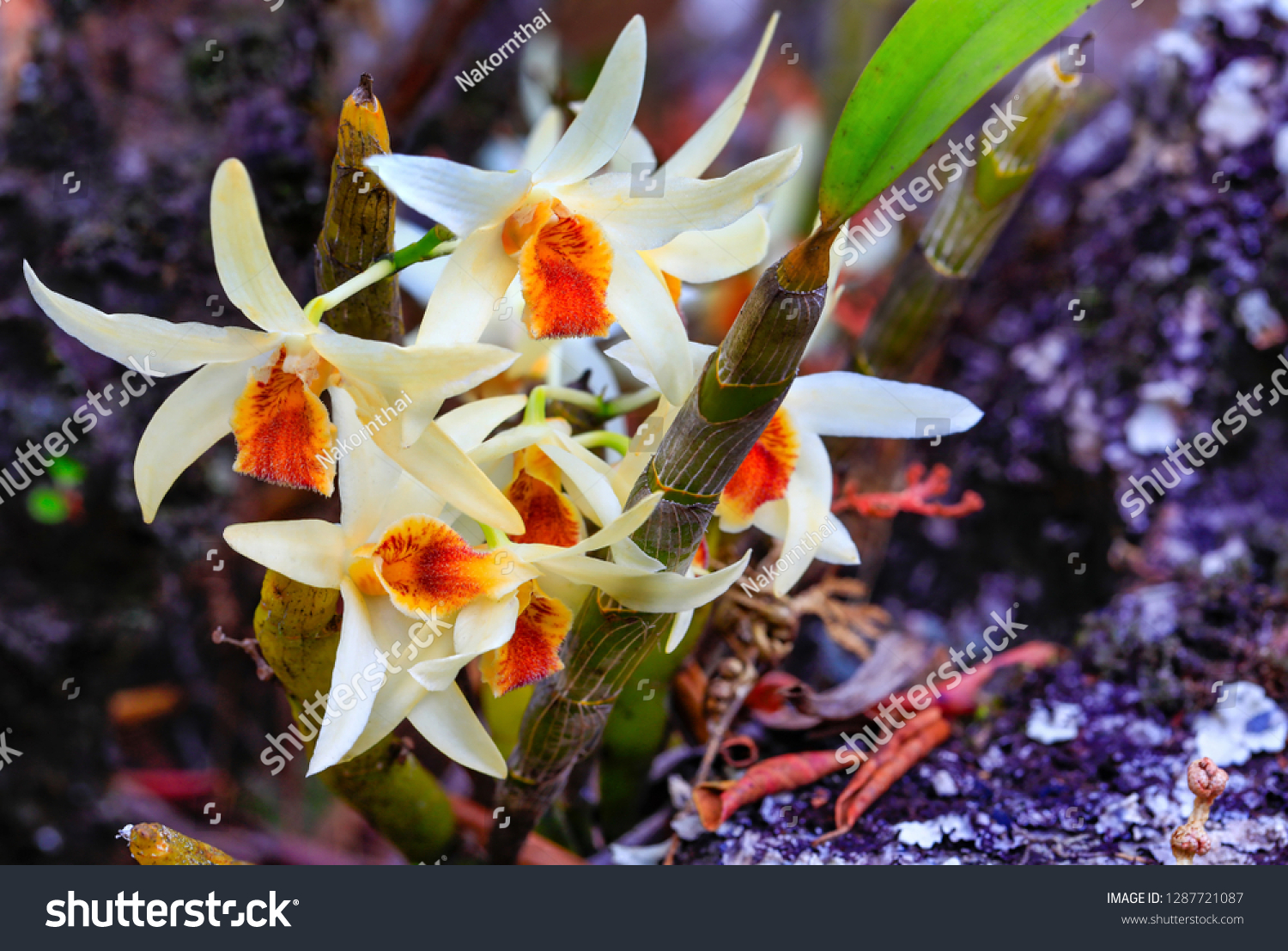 Dendrobium Heterocarpum Lindl Beautiful Rare Wild Stock Photo Edit Now