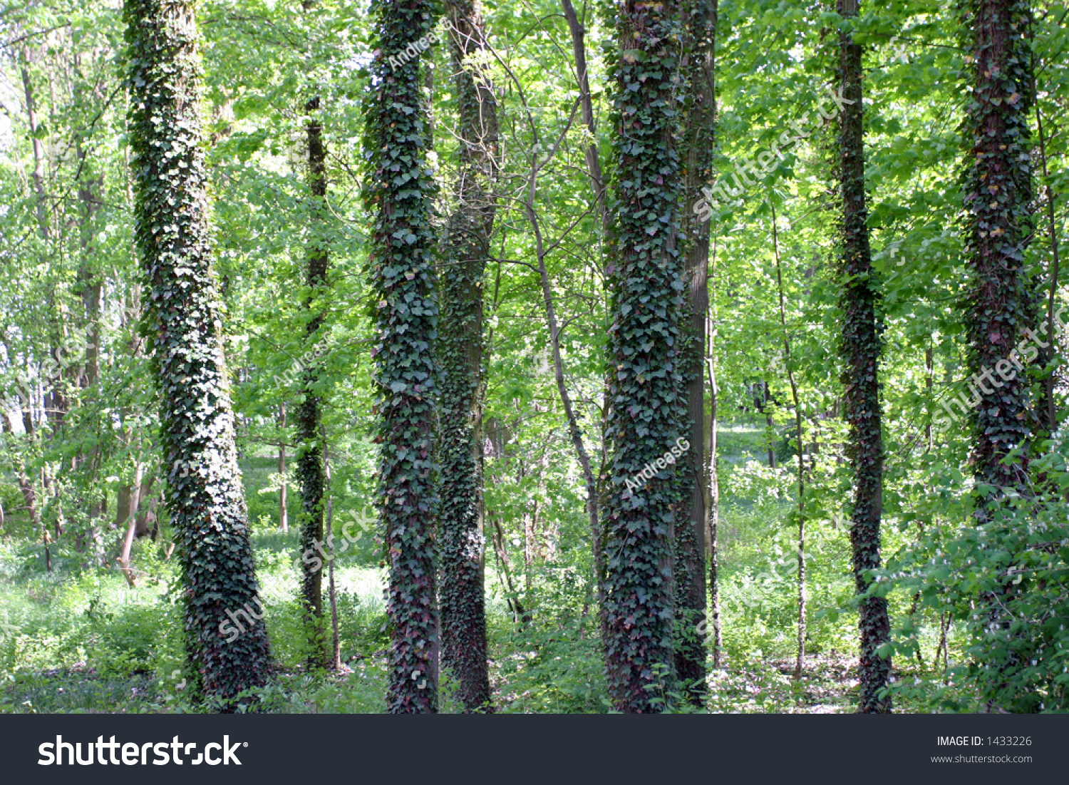 Dense Creepers On Trees In The Forest Stock Photo 1433226 Shutterstock