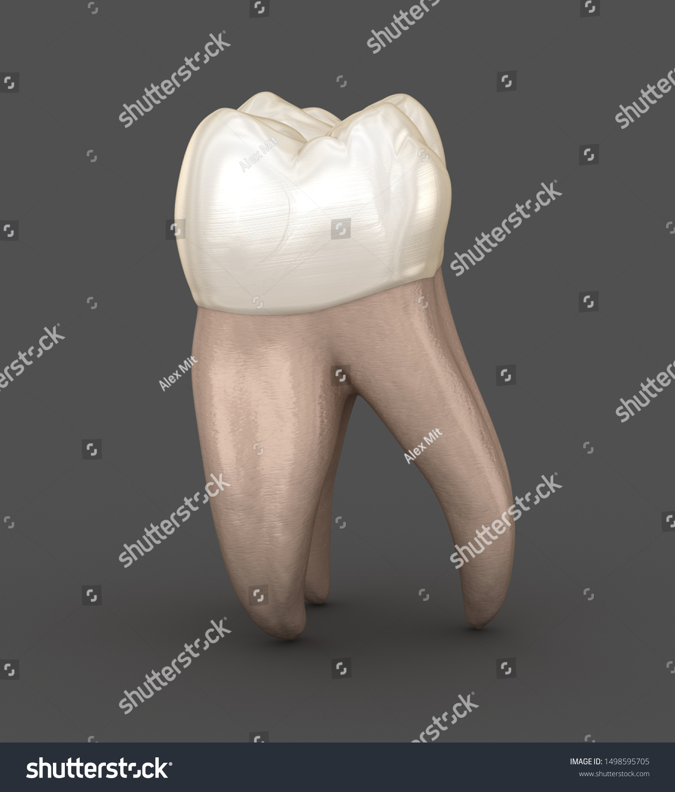 Dental Anatomy First Maxillary Molar Tooth Stock Illustration