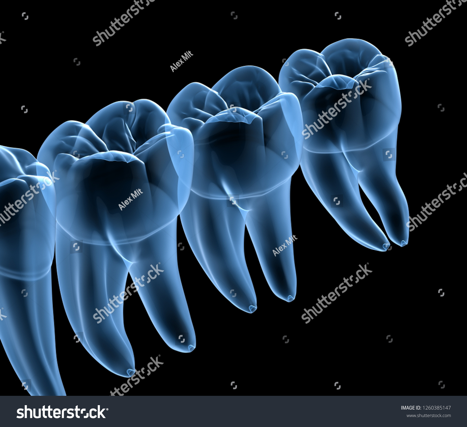 Dental Anatomy Mandibular Human Gum Teeth Stock Illustration