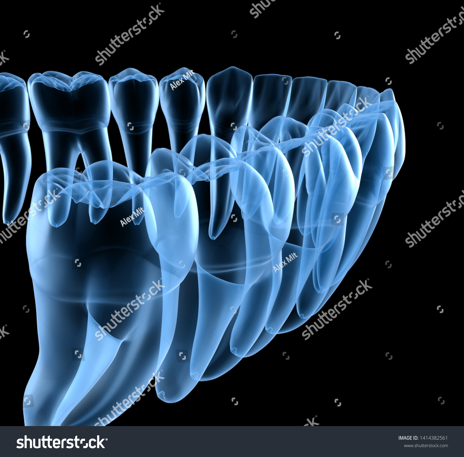 Dental Anatomy Mandibular Human Gum Teeth Stock Illustration