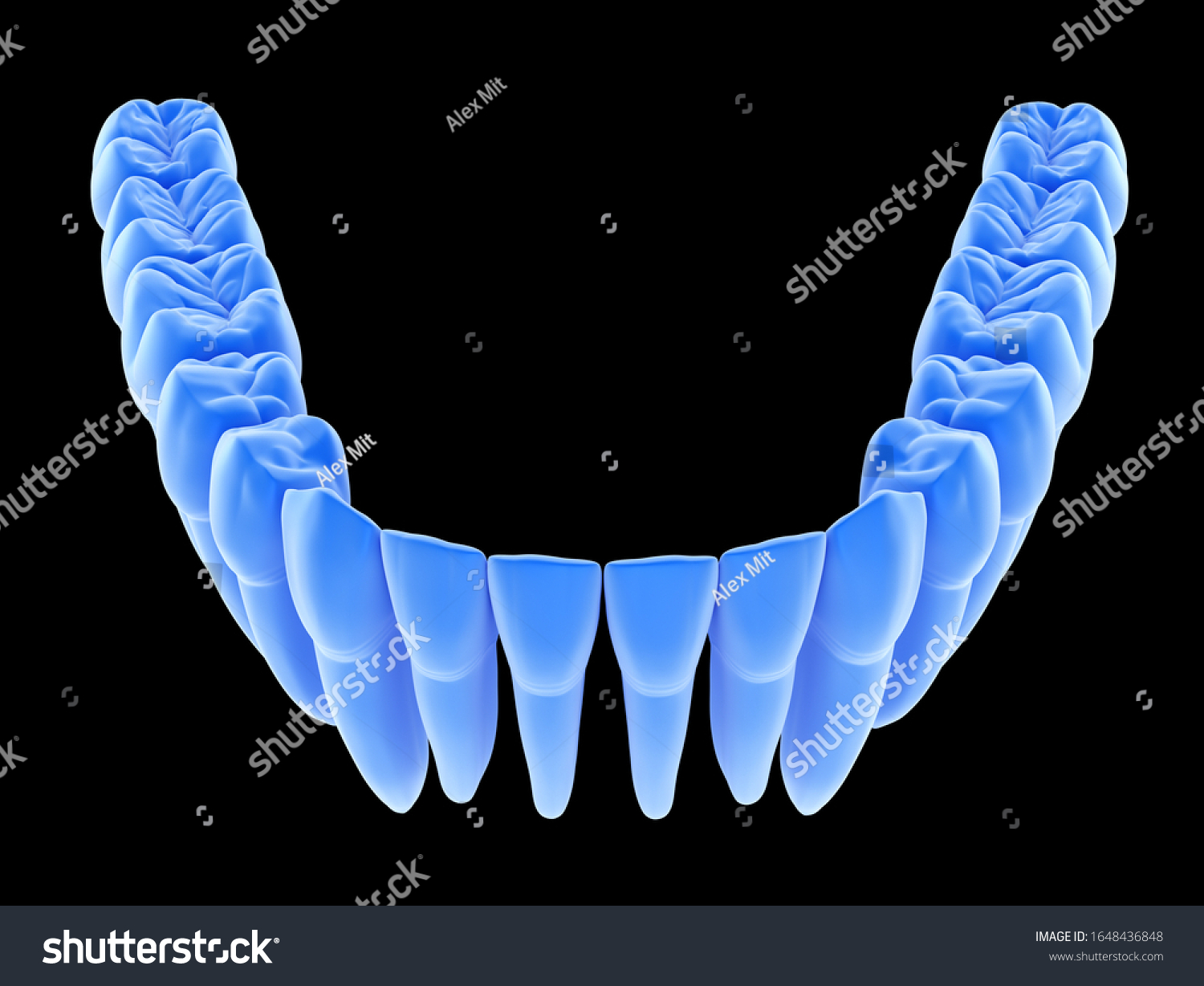 Dental Anatomy Mandibular Human Gum Teeth Stock Illustration