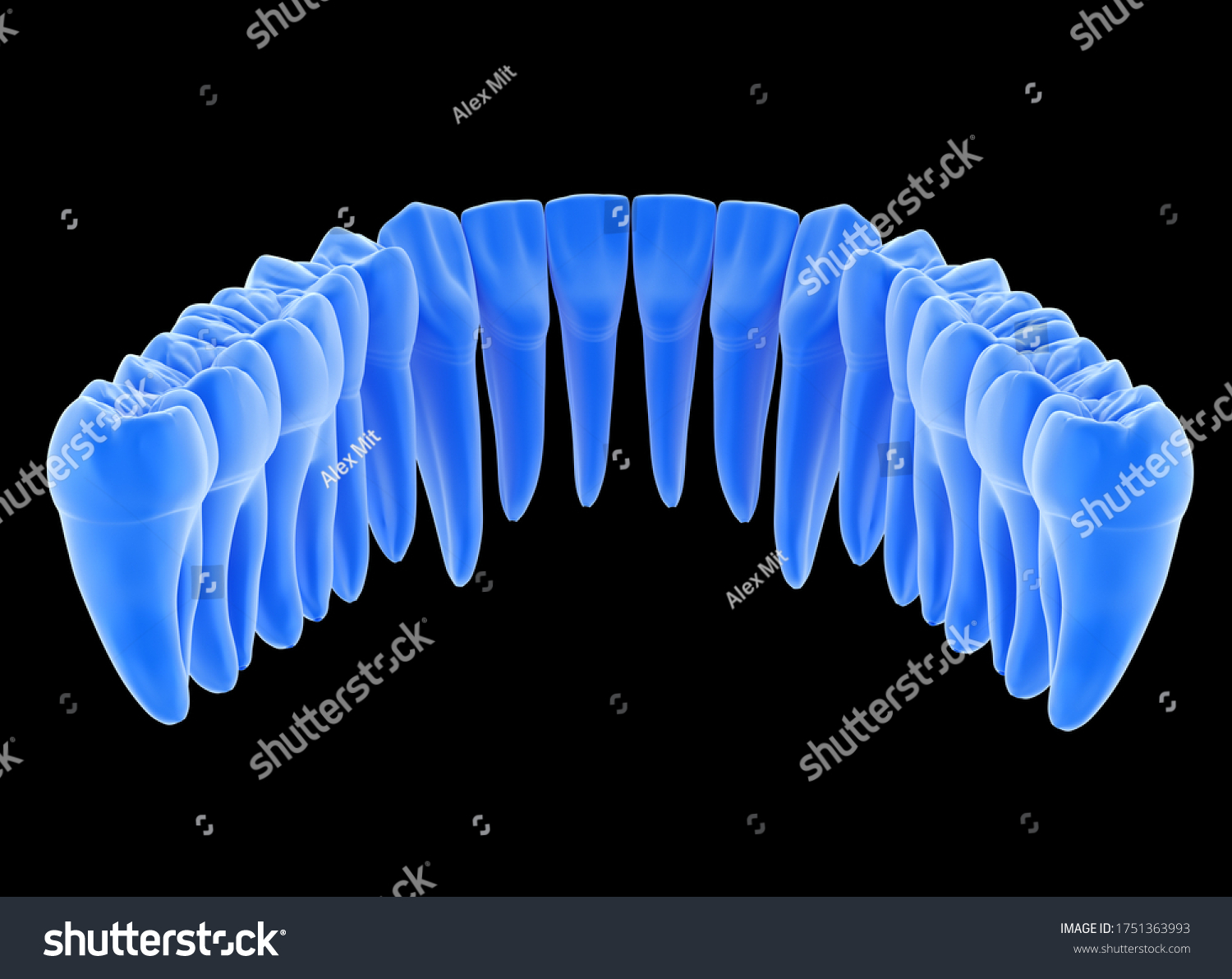 Dental Anatomy Mandibular Human Gum Teeth Stock Illustration