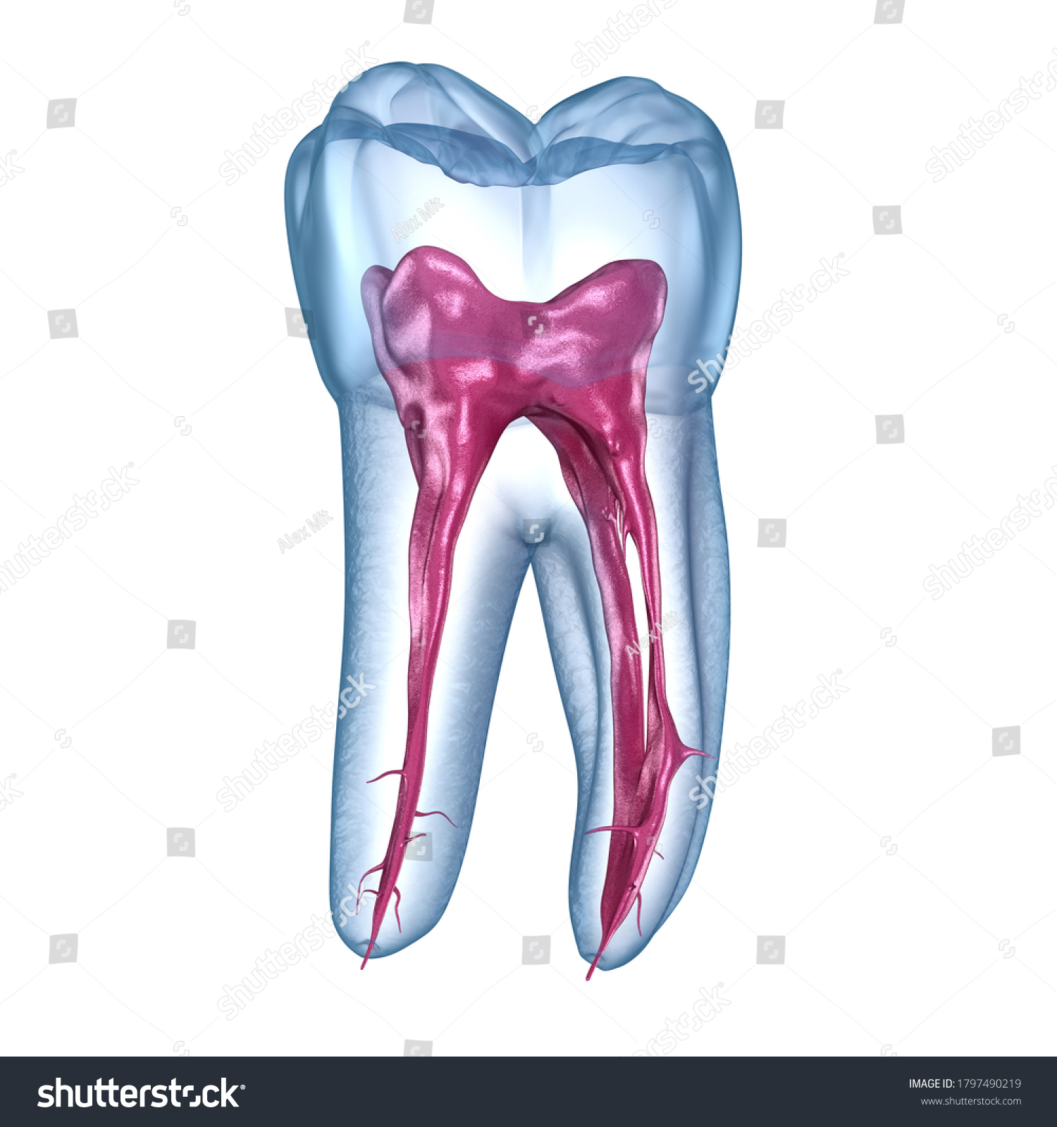 Dental Root Anatomy First Mandibular Molar Stock Illustration