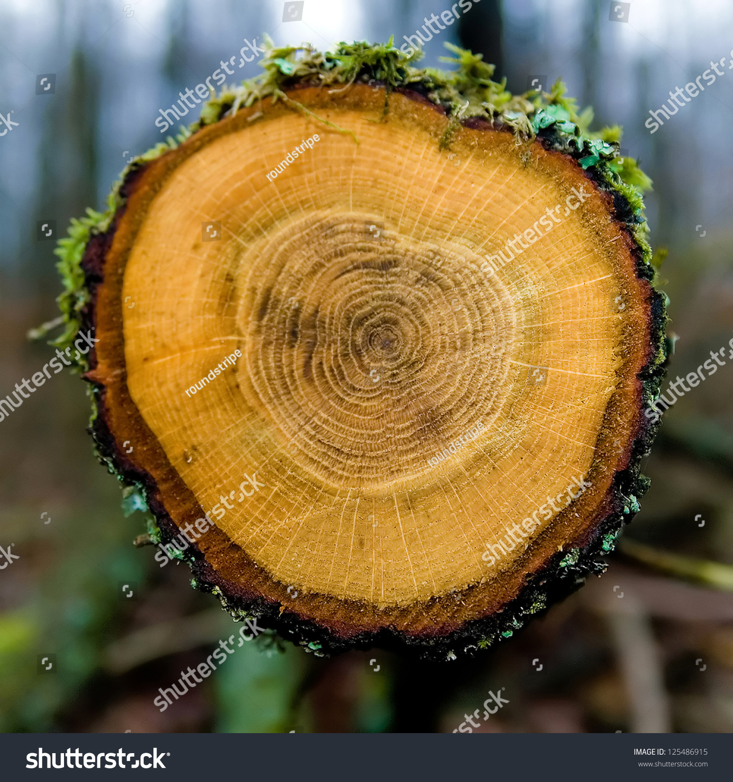 detail-annual-rings-tree-trunk-forest-stock-photo-125486915-shutterstock